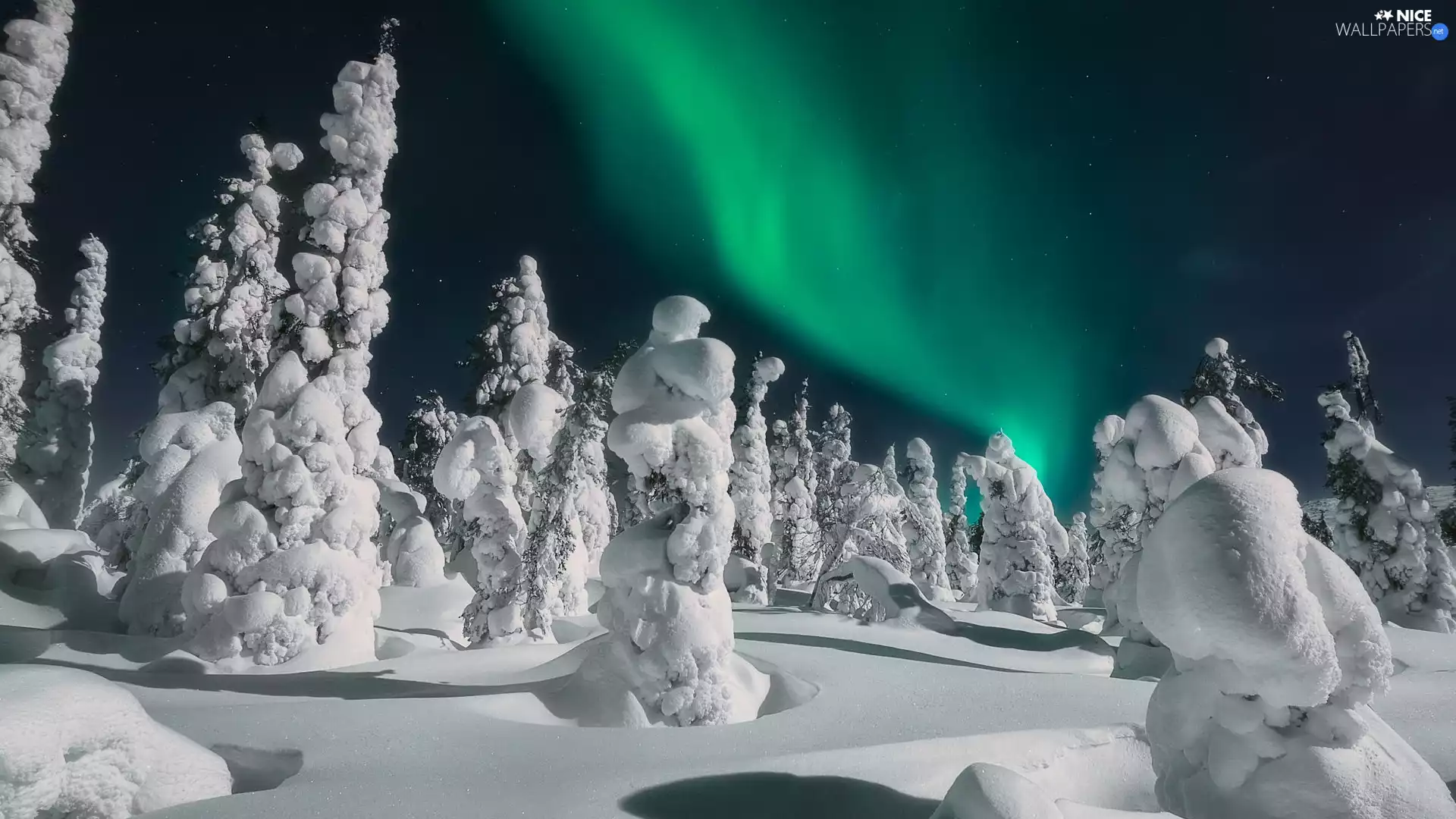viewes, aurora polaris, Snowy, trees, winter