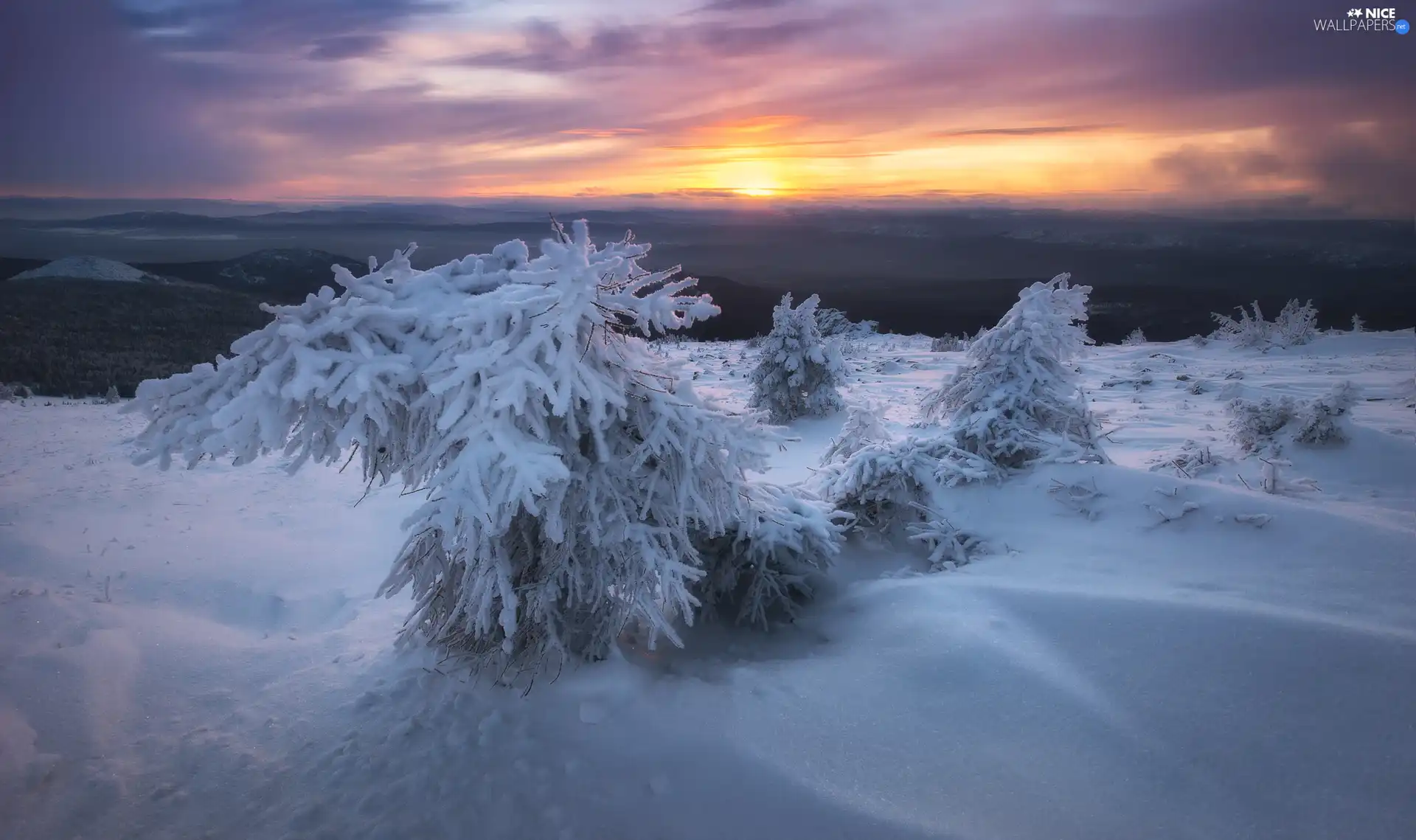 winter, Bush, Sunrise, Snowy