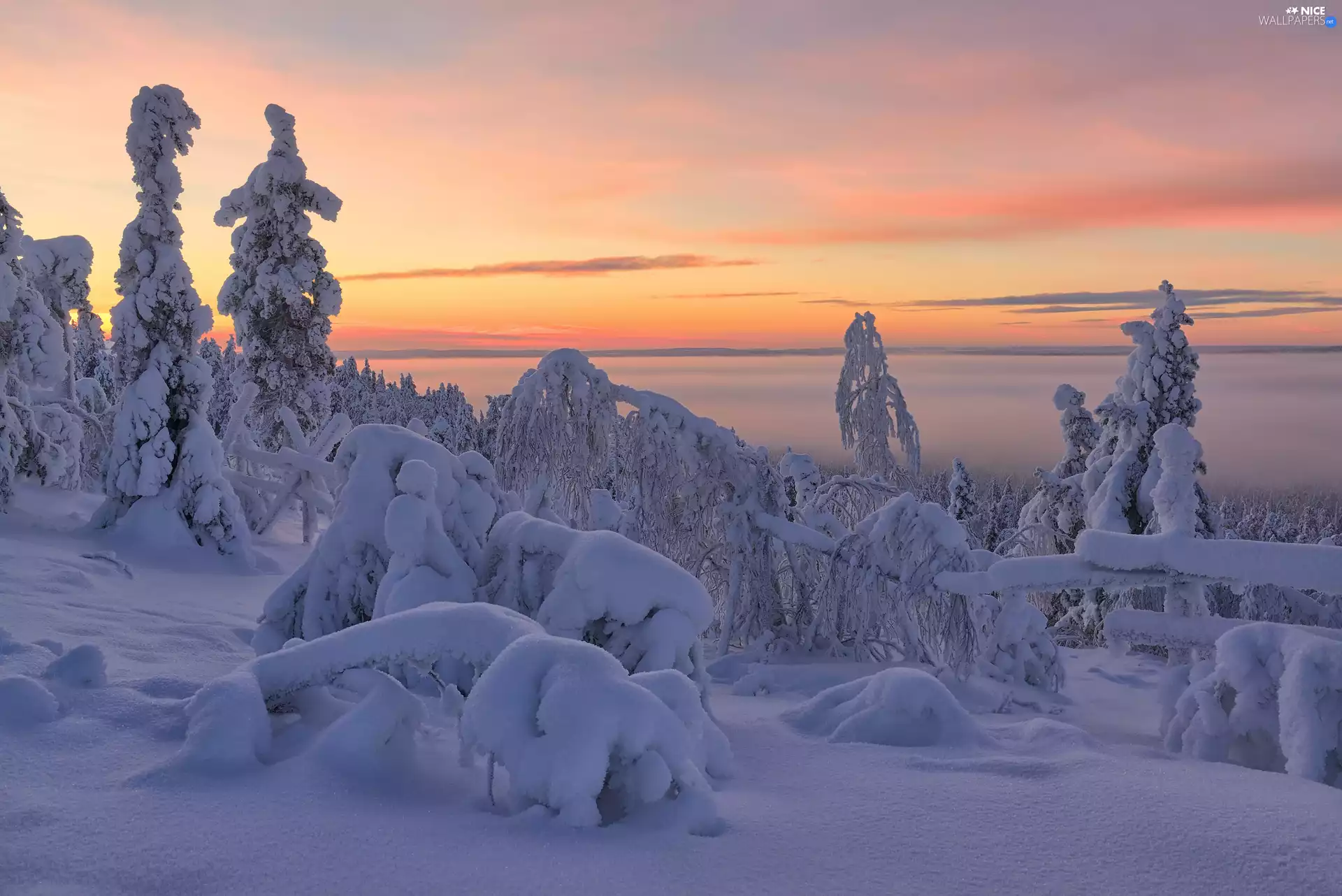 viewes, Great Sunsets, snowy, trees, winter
