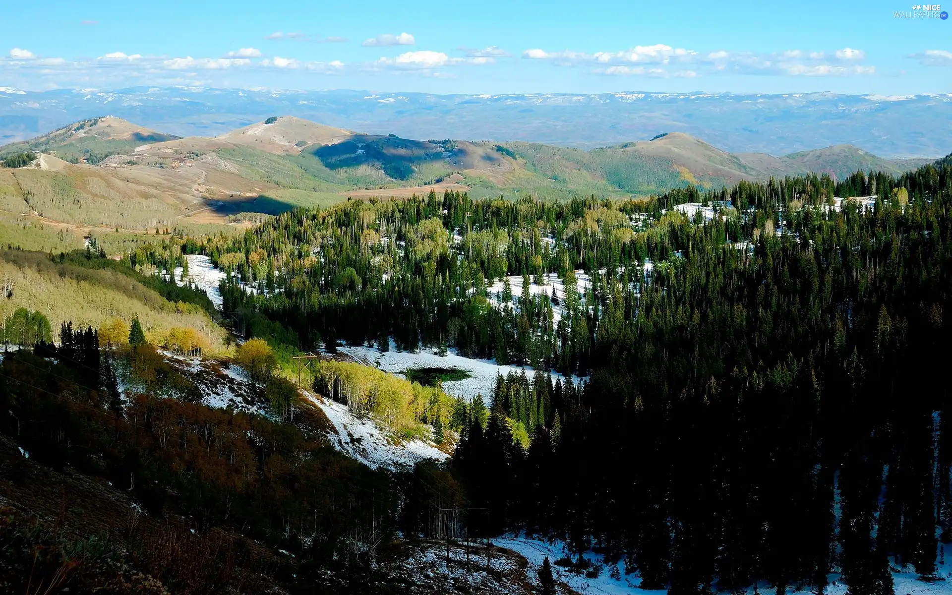 Softwood, Mountains, woods