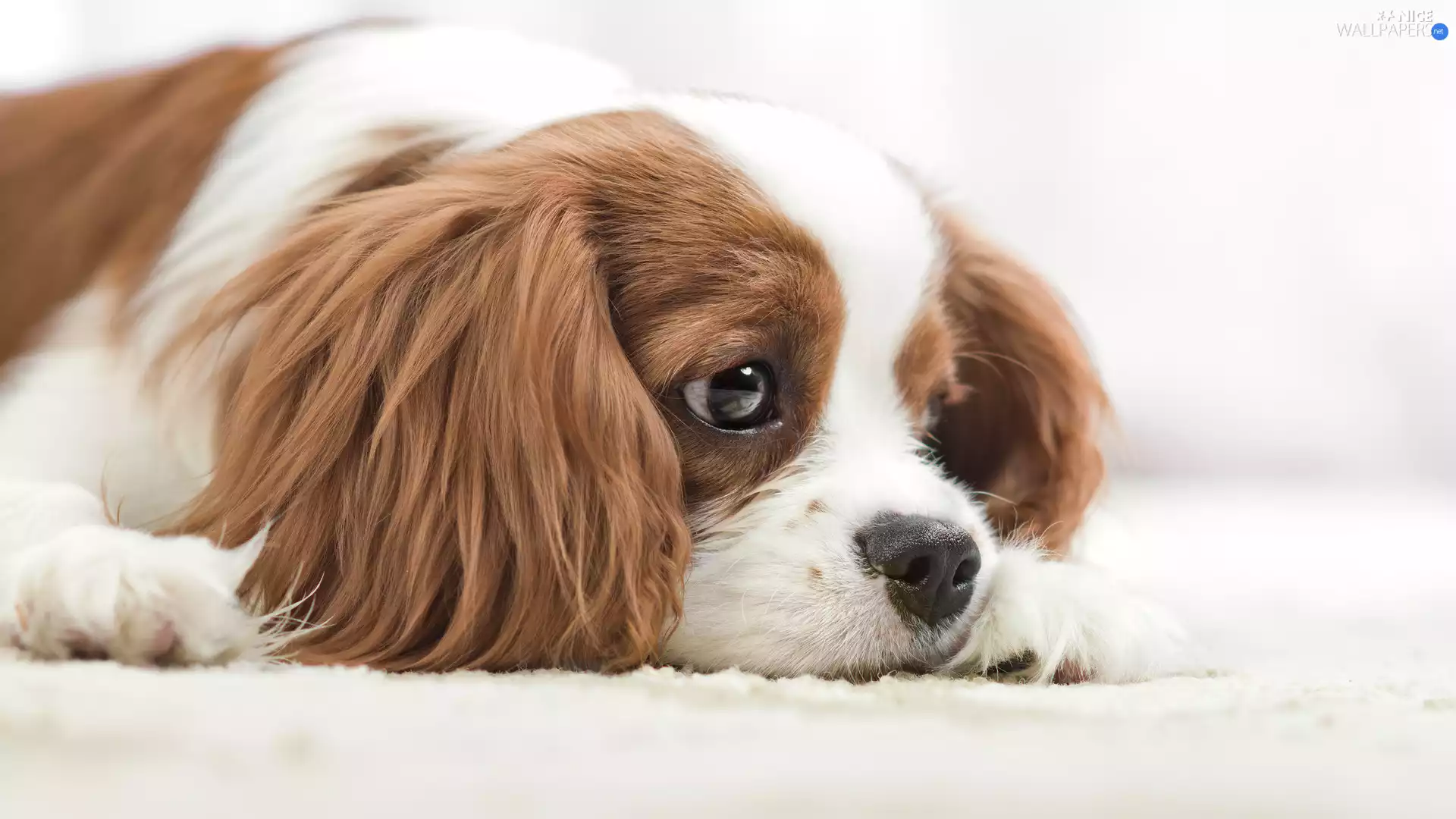 Cavalier King Charles spaniel, small, dog