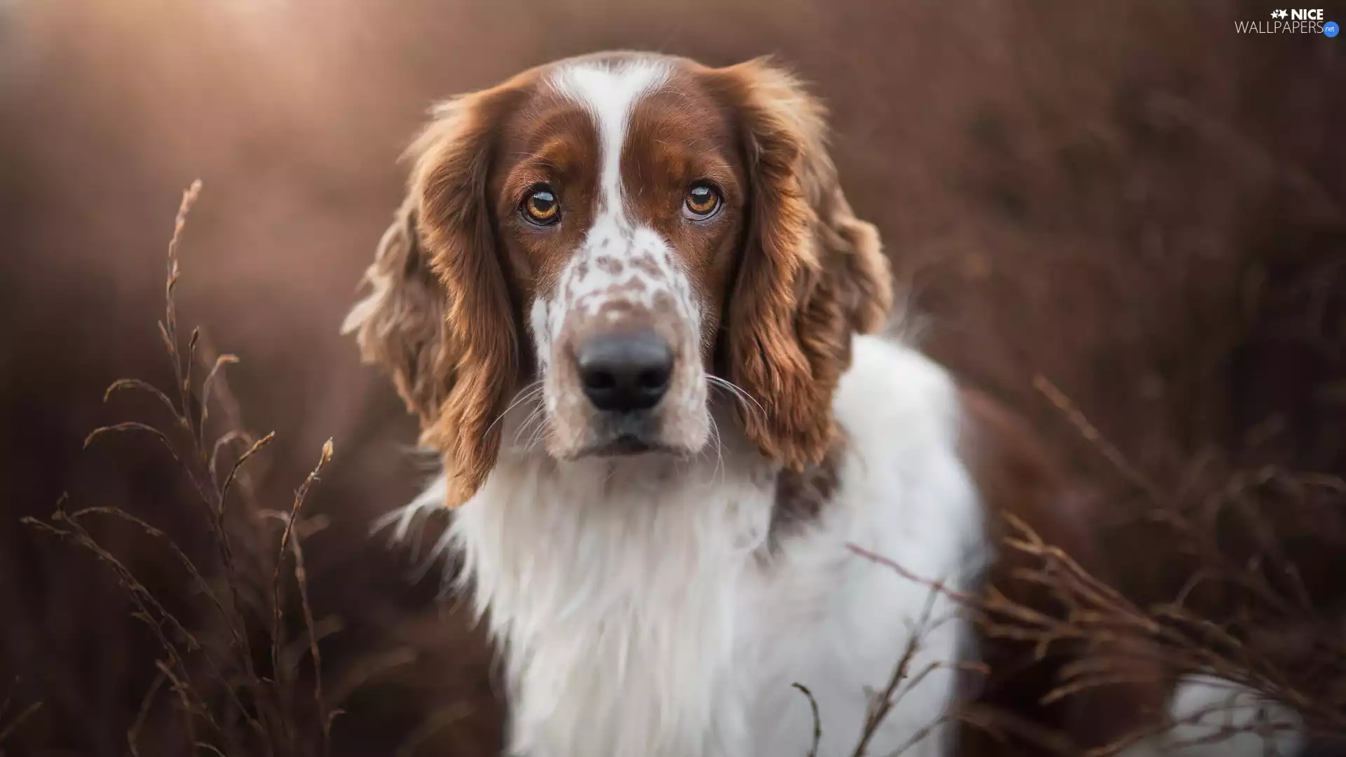 dog, Welsh Springer Spaniel