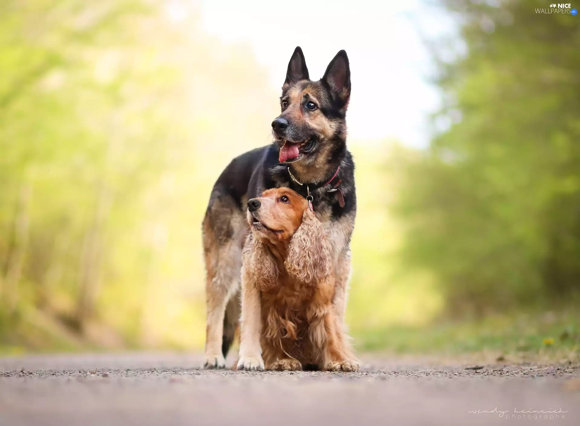 Cocker Spaniel, Dogs, German Shepherd