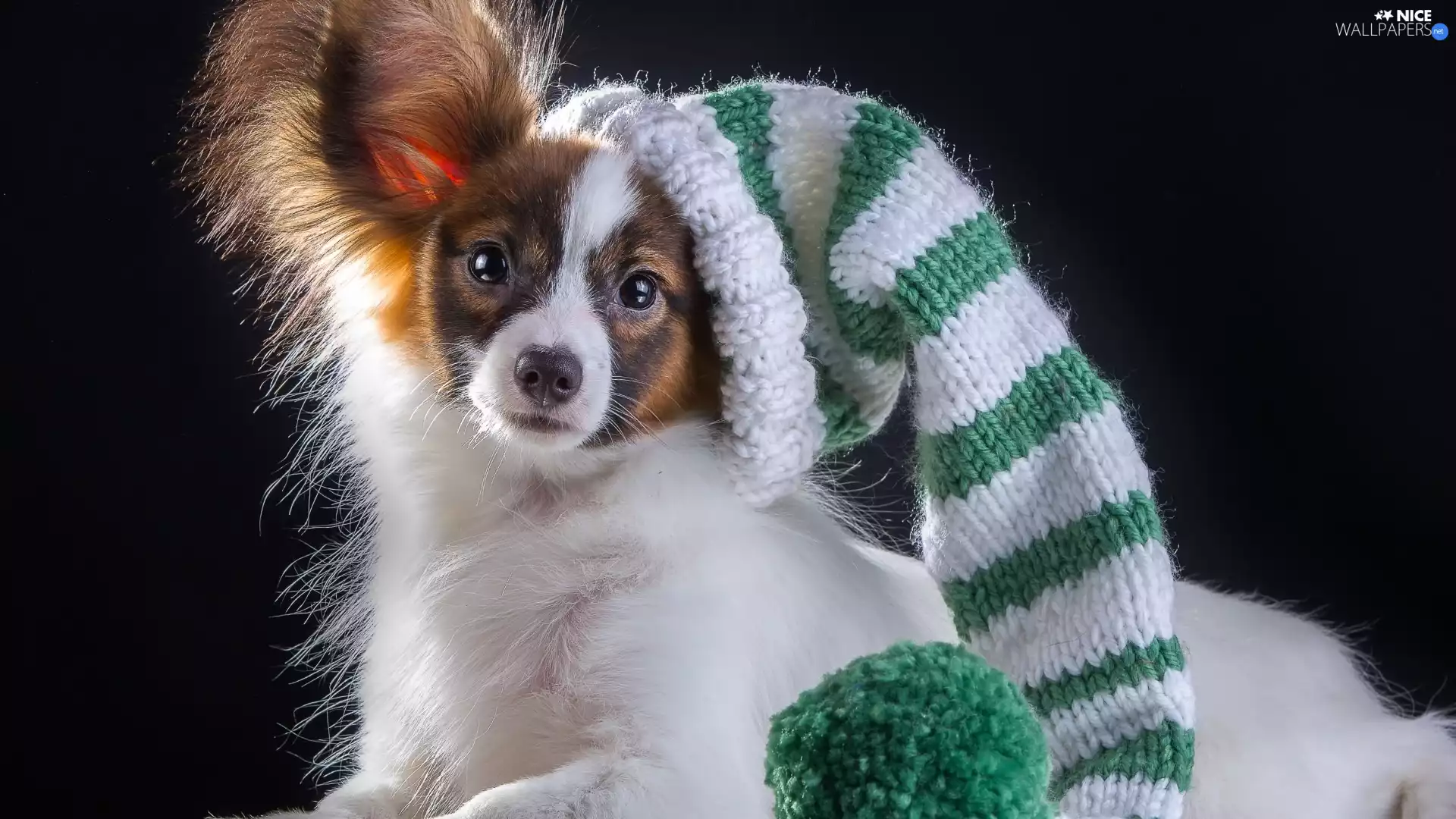 Miniature Continental Toy Spaniel Papillon, Hat