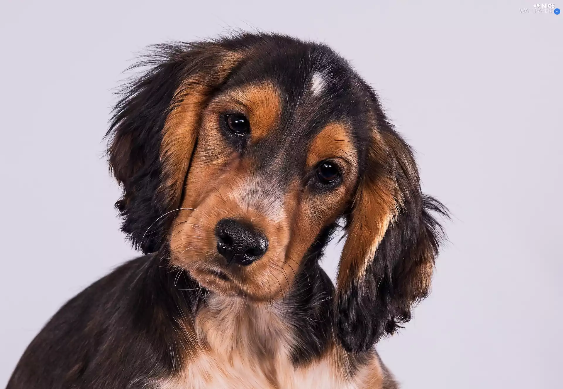 Cocker Spaniel, Puppy, sad, honeyed