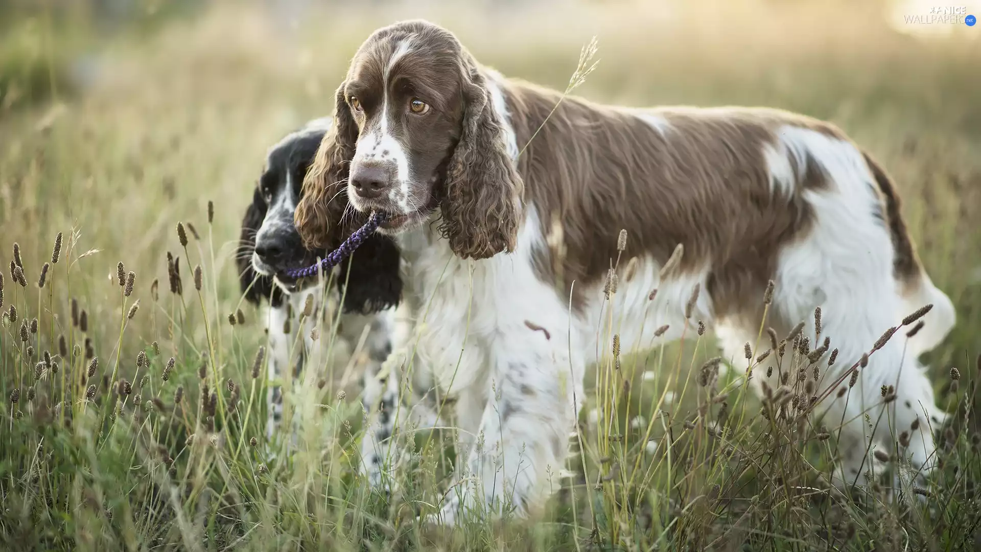 Meadow, Dogs, English Spaniels