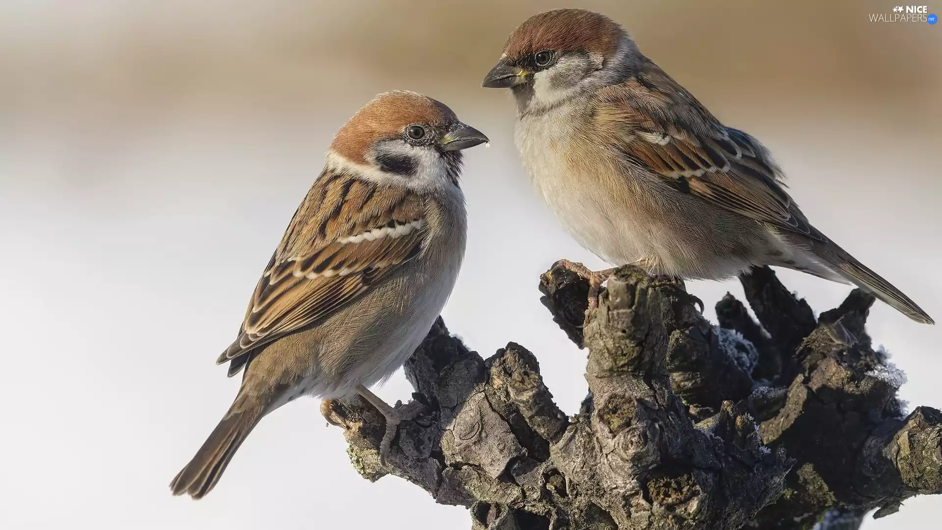 trees, trunk, birds, Sparrows, Two cars