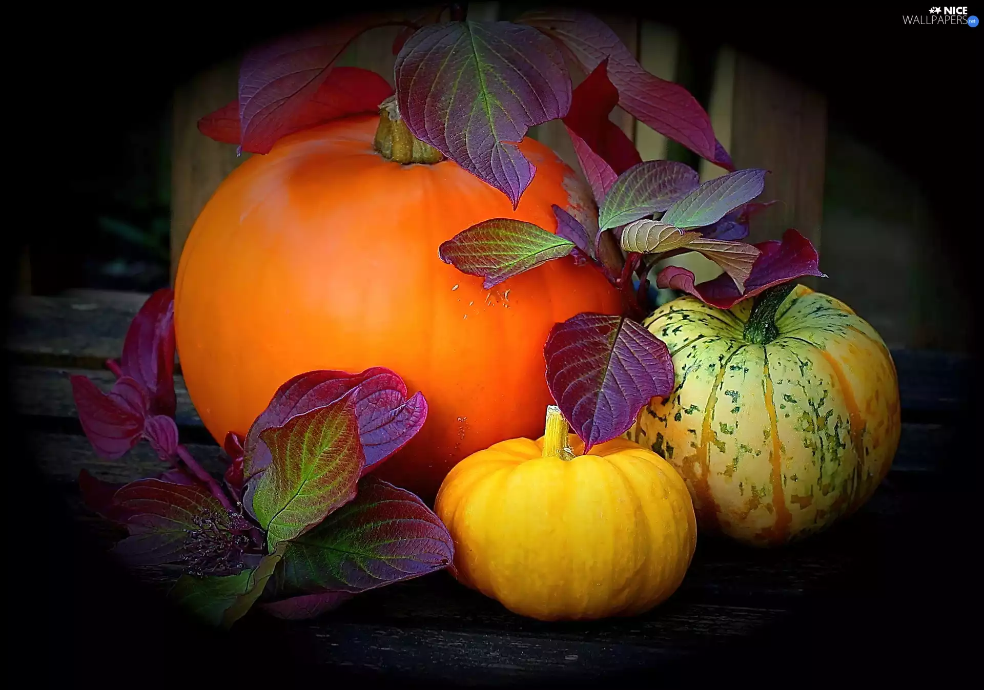 Species, pumpkin, Three