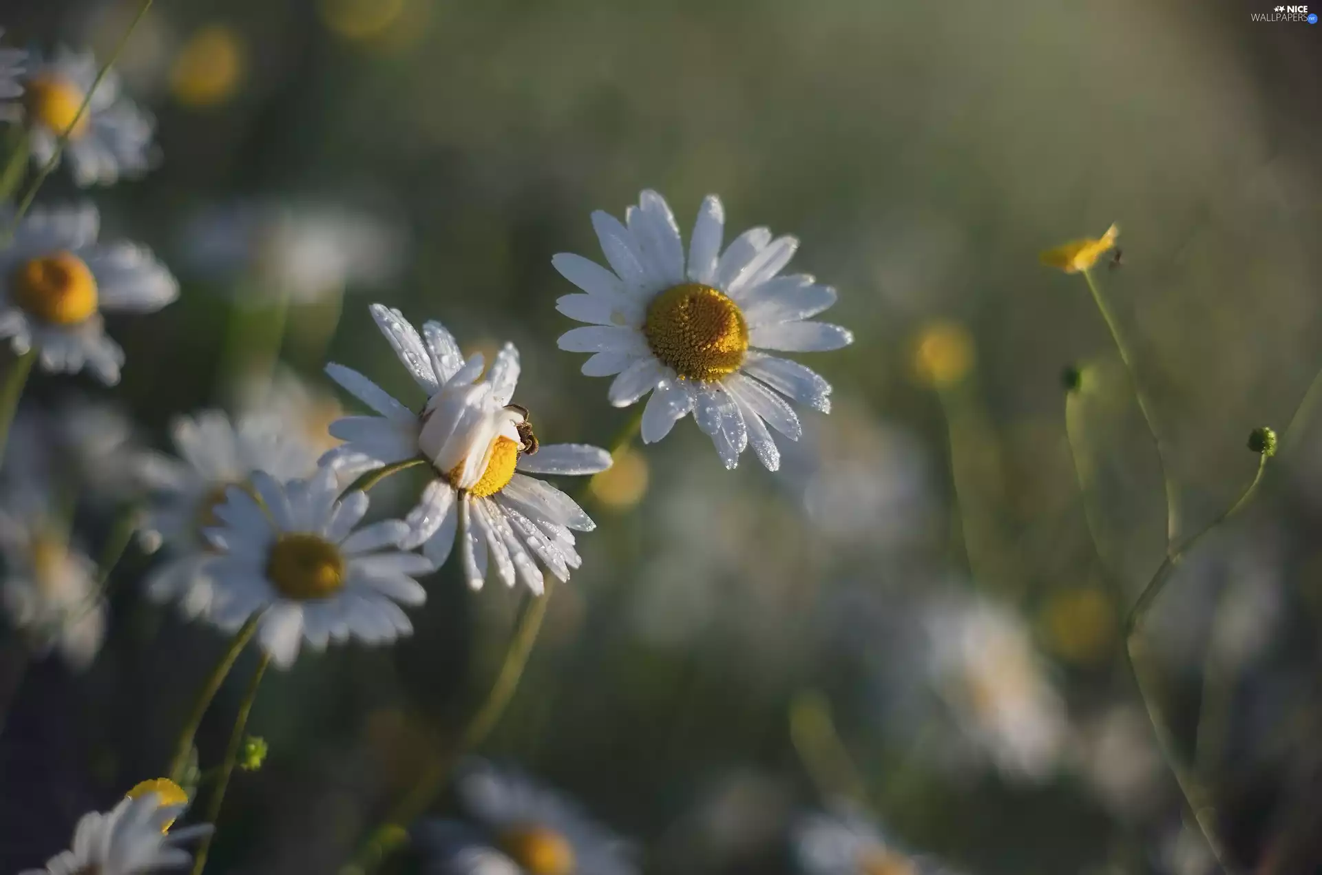 spider, Flowers, camomiles