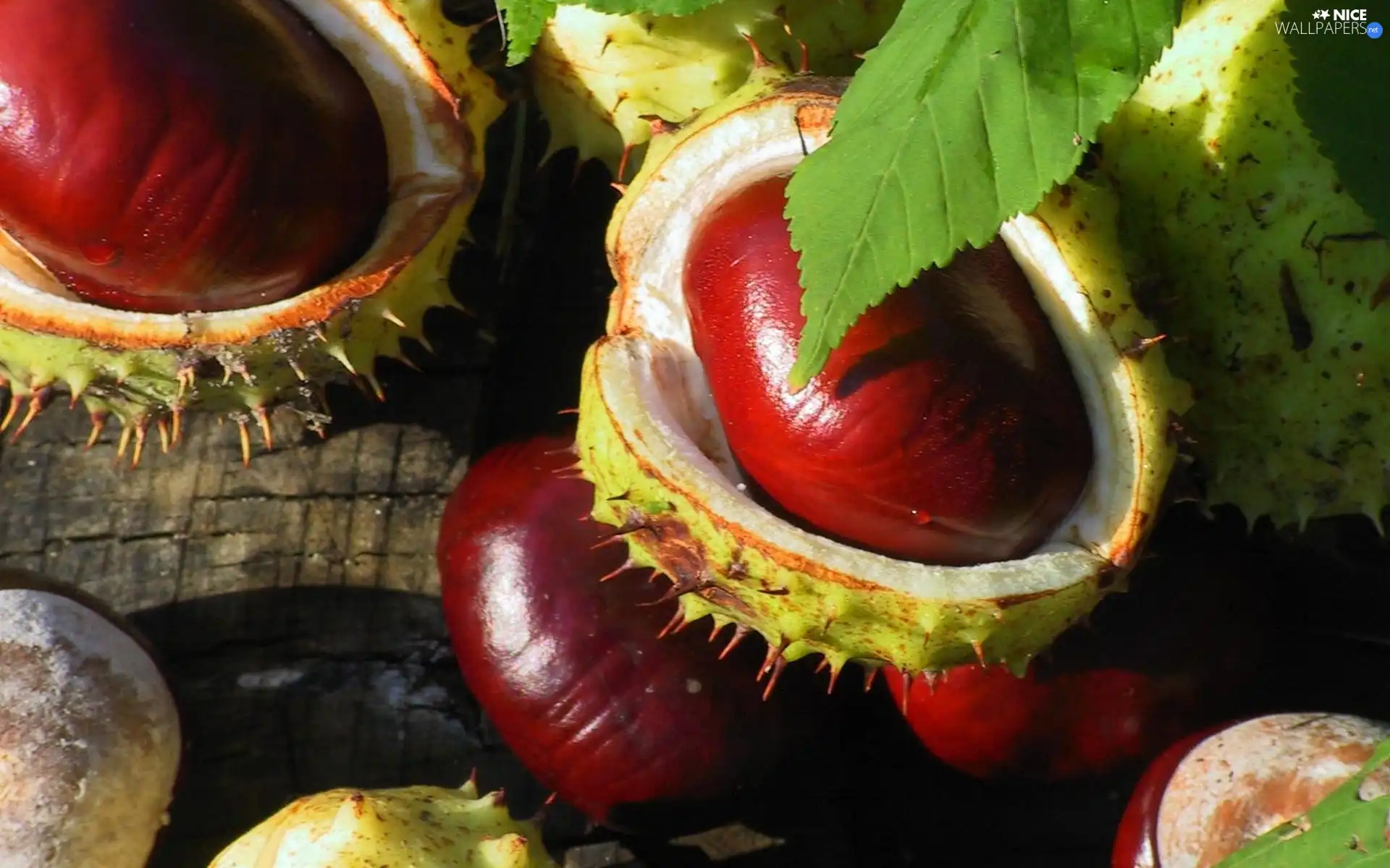 Spikes, Brown, chestnuts