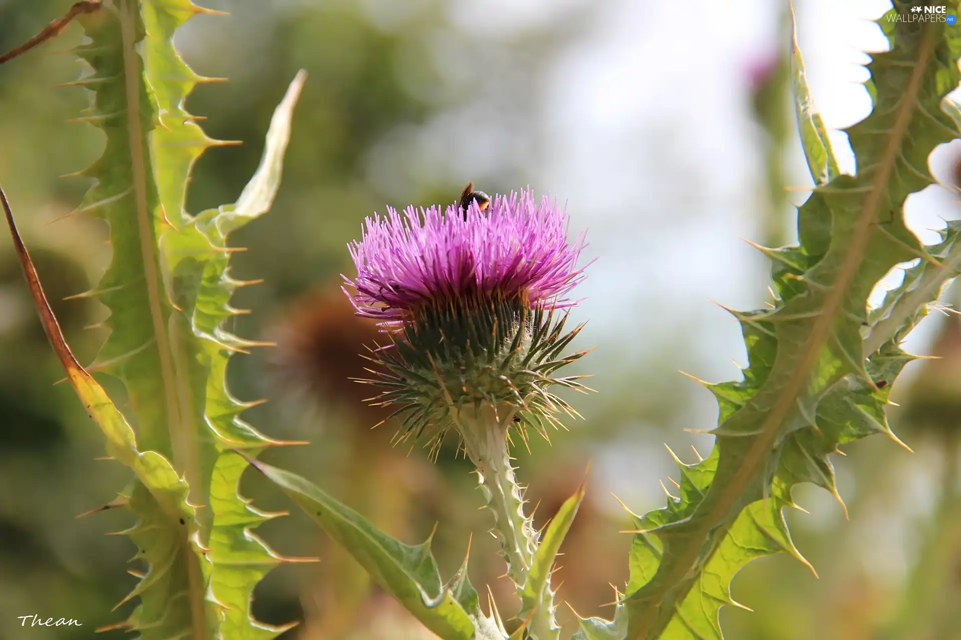 teasel, Spikes