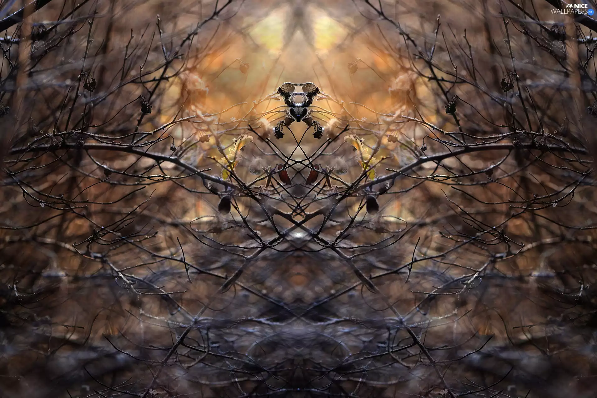 Twigs, symmetry, abstraction, Spiraea