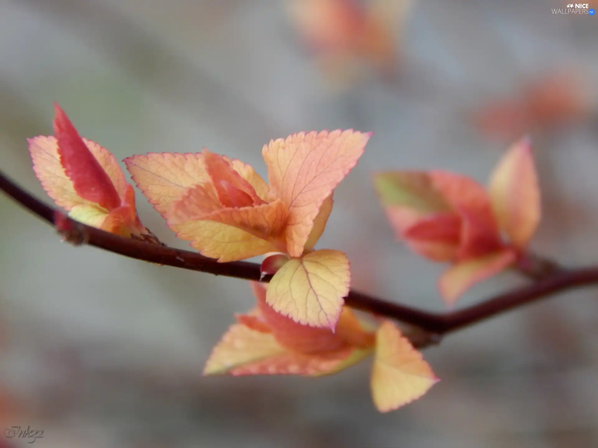 young, leaves, Spiraea, Red