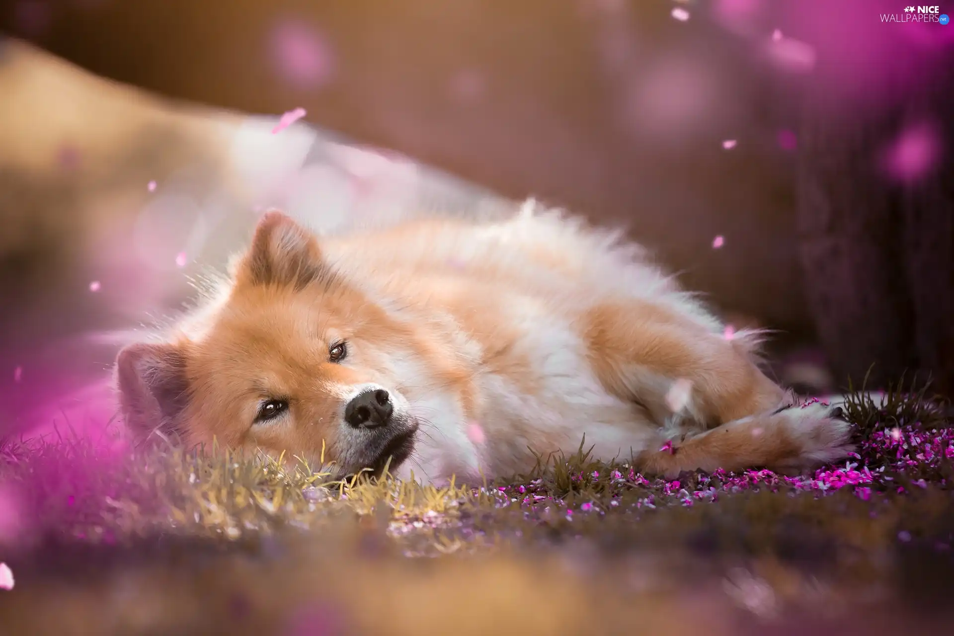 dog, Rurasier Spitz