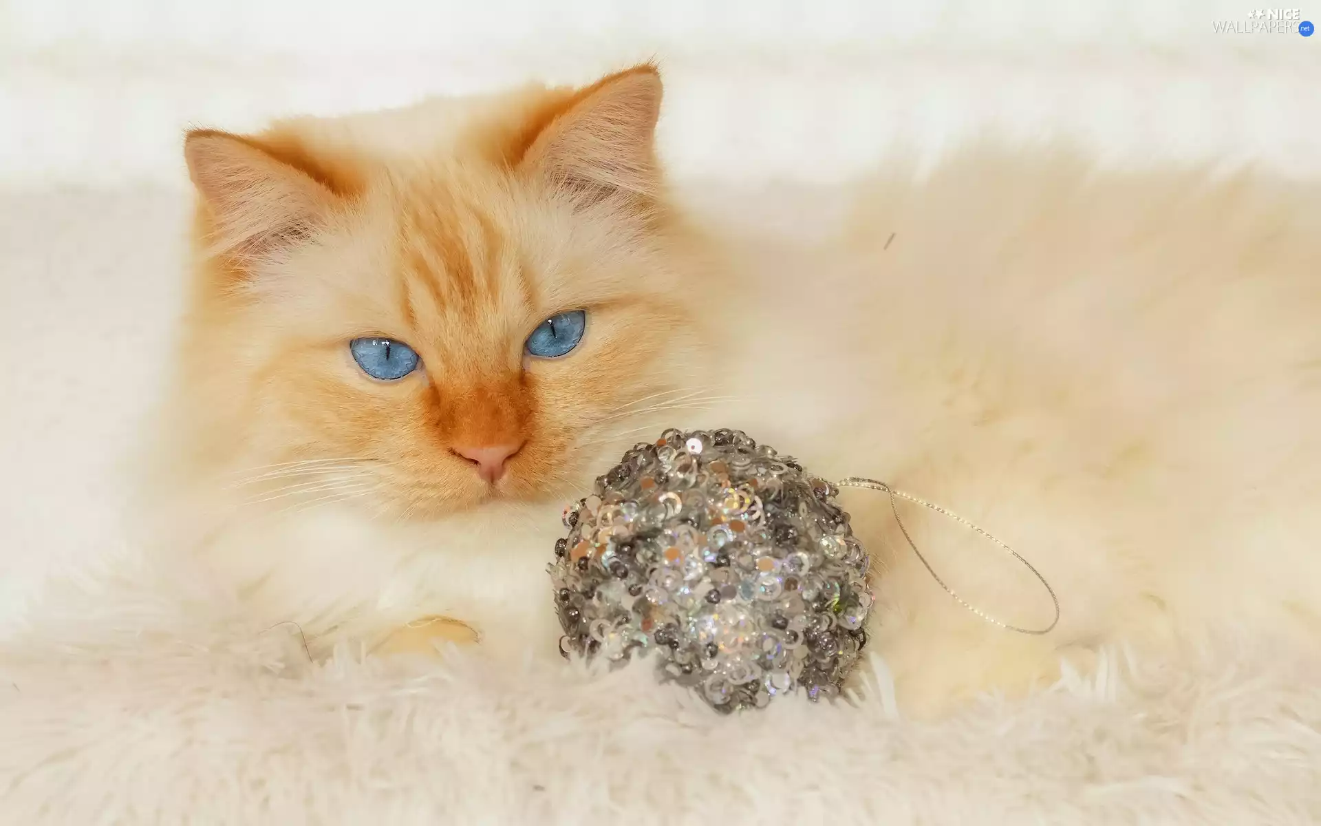 cat, Sponge, bauble, Blue Eyed