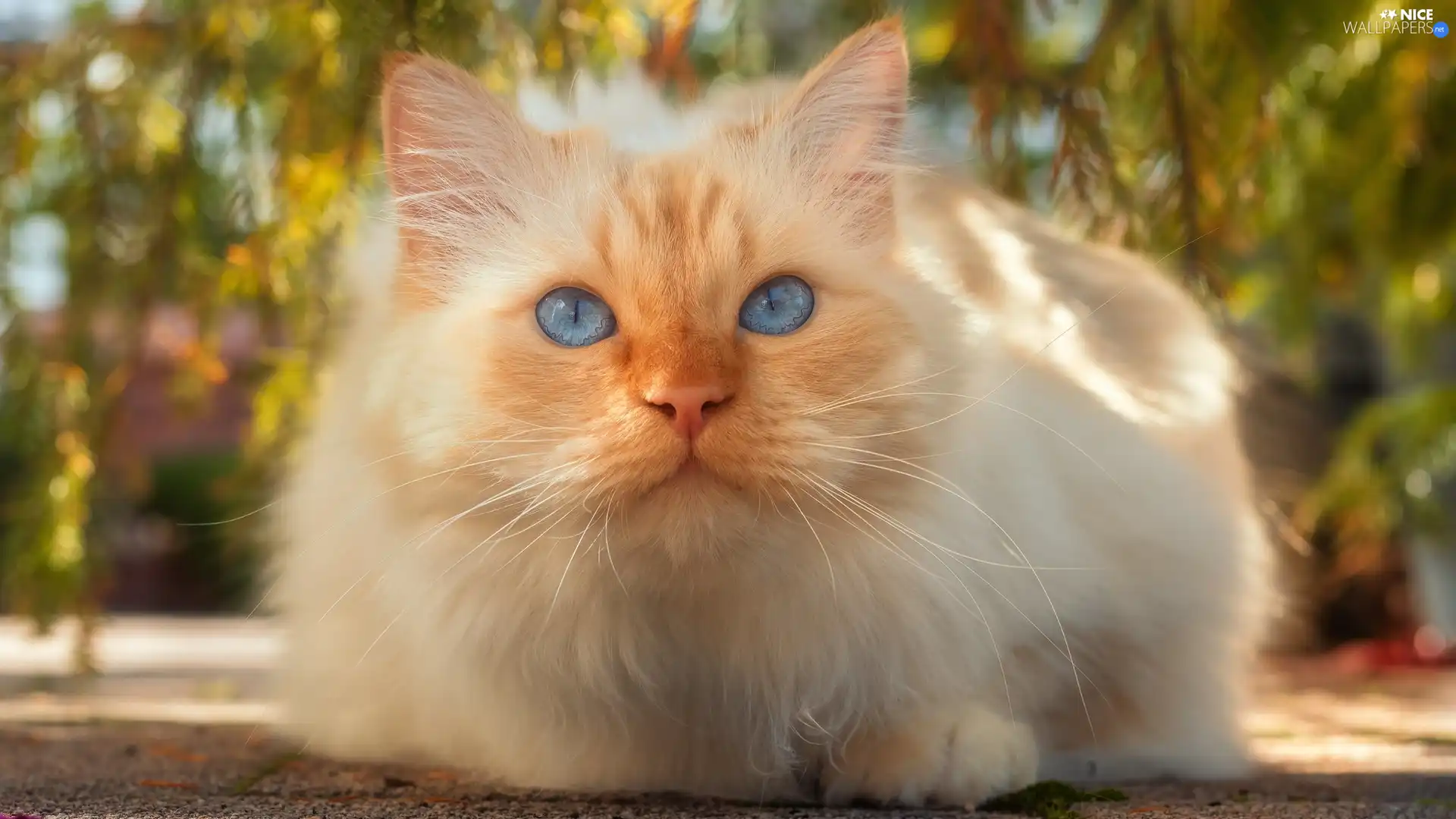 Blue Eyed, cat, Sponge