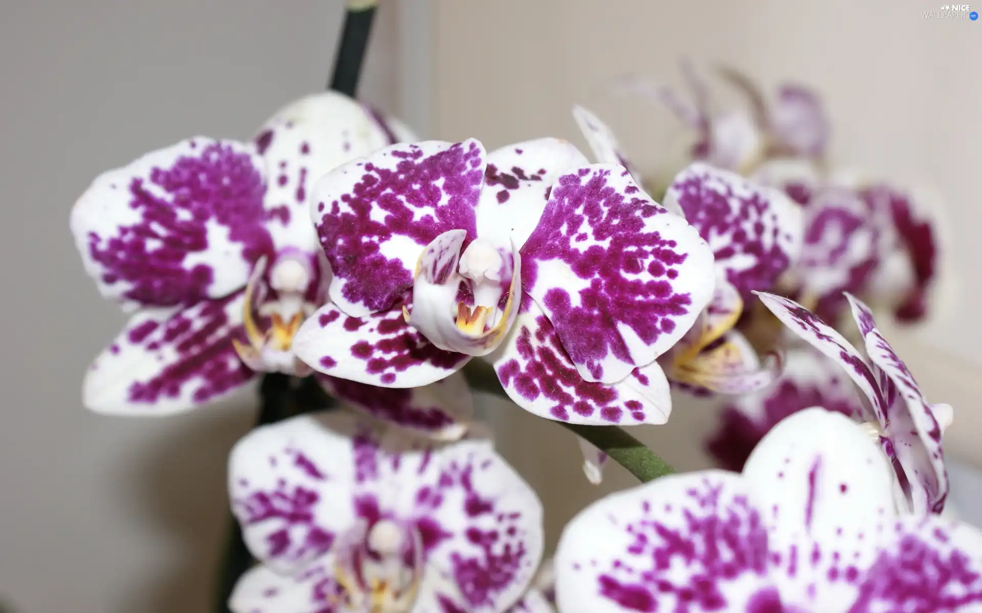 Flowers, purple, spots, orchid