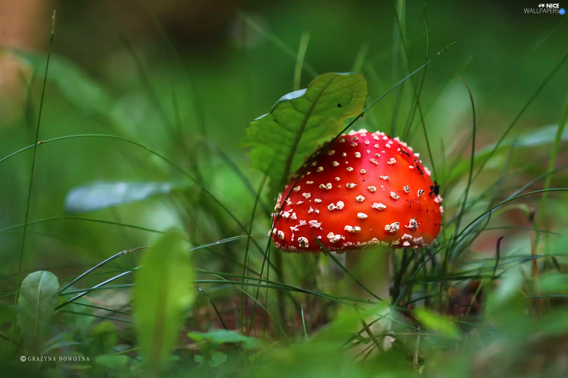 Mushrooms, toadstool, White, Spots, Hat, Red