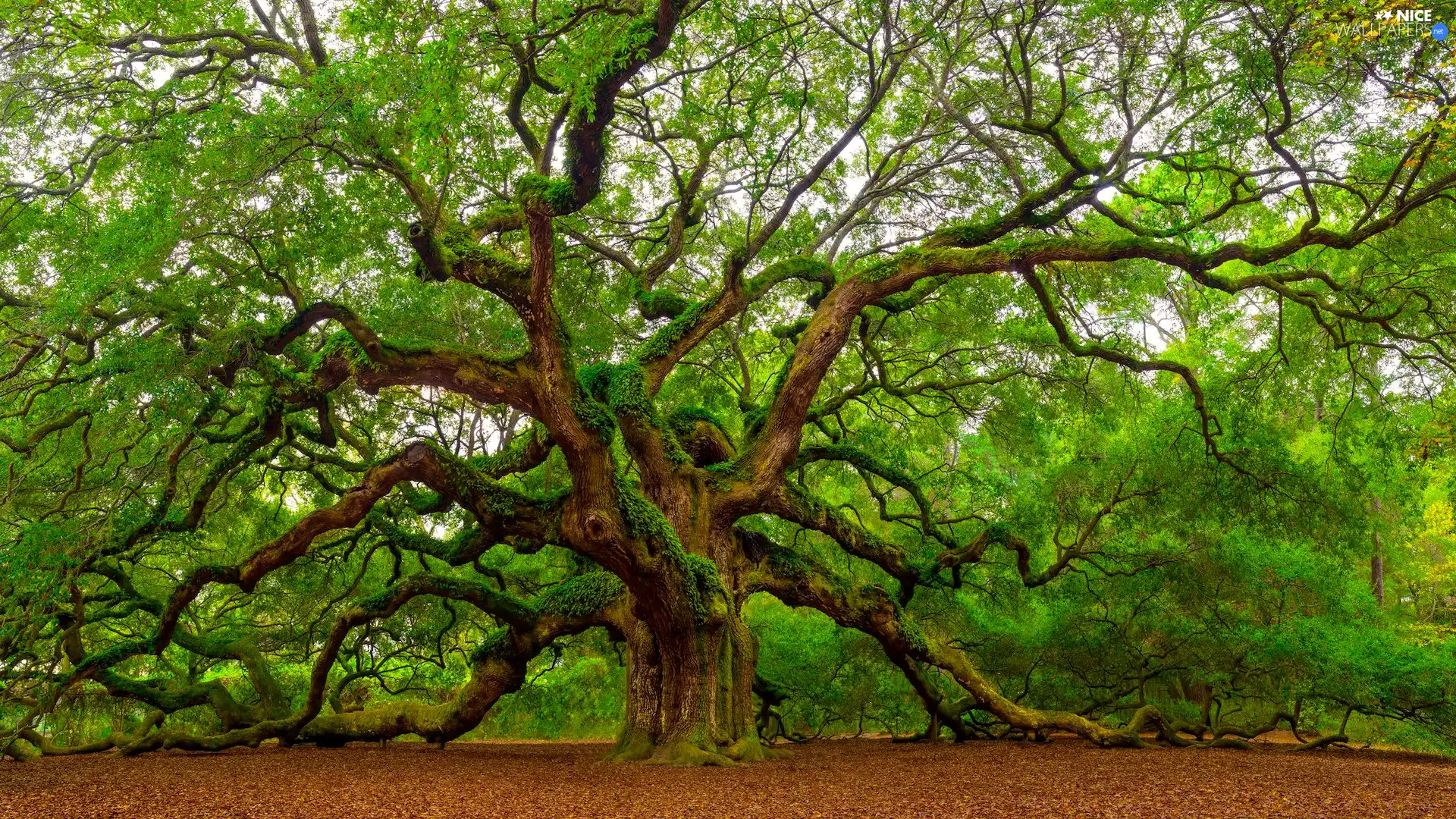 trees, spreading, mossy, green ones