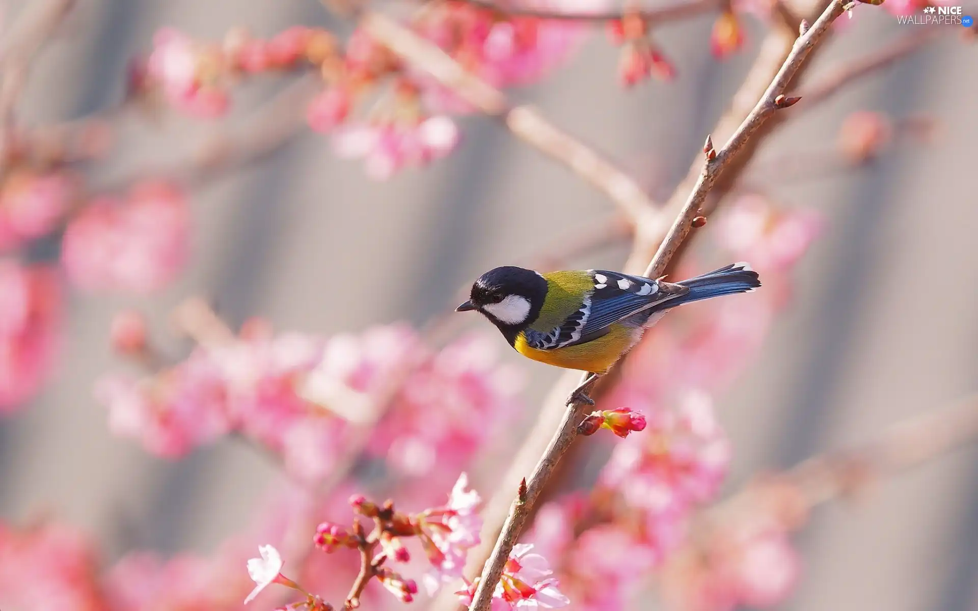 Spring, tit, branch