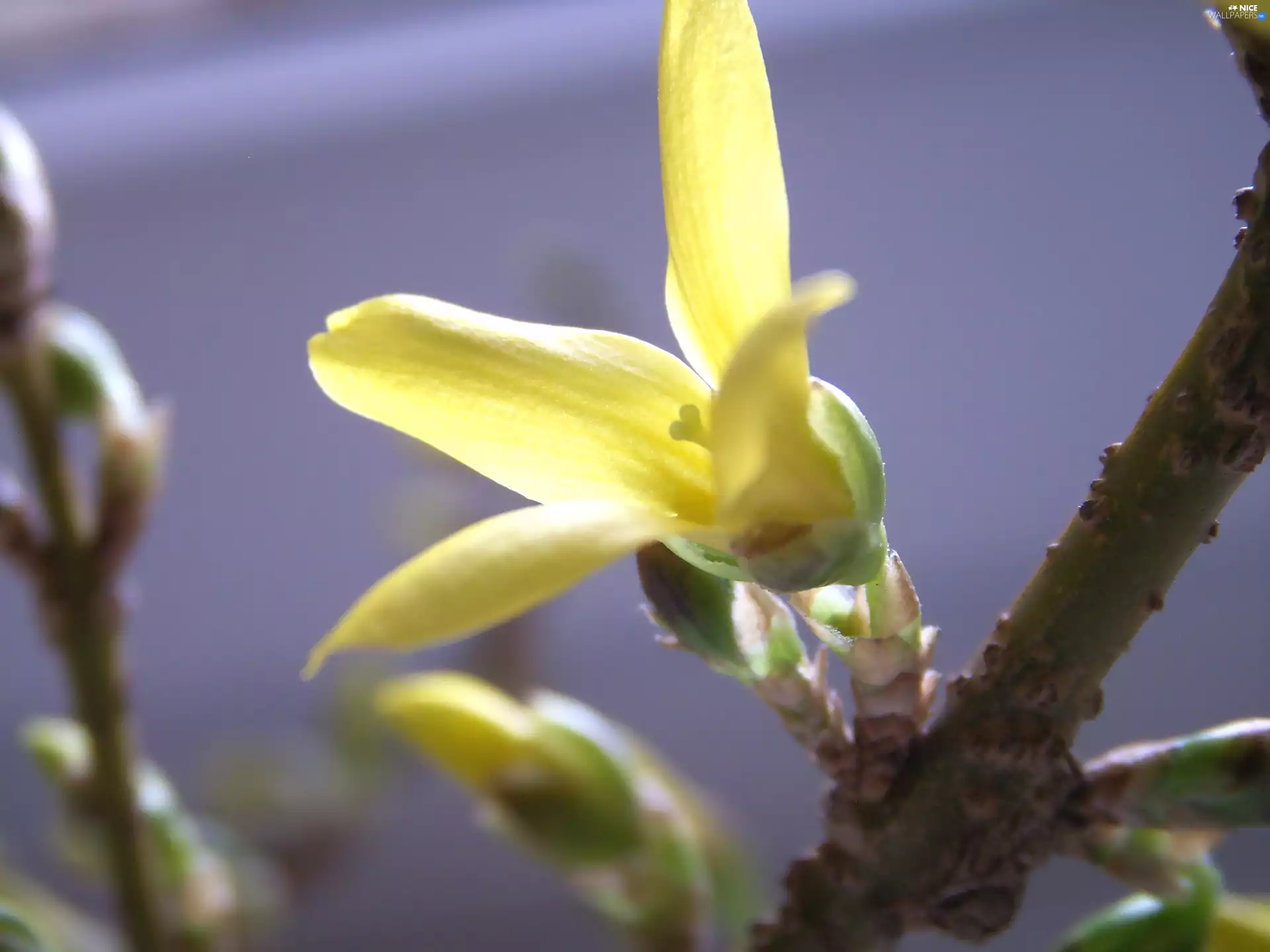 forsythia, Spring, Bush, Colourfull Flowers