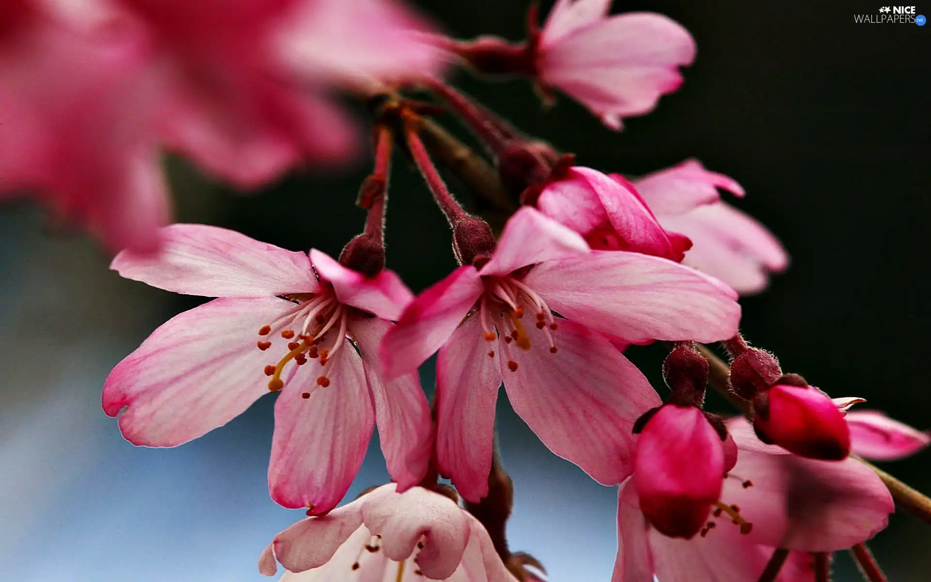 Spring, Flowers, cherry