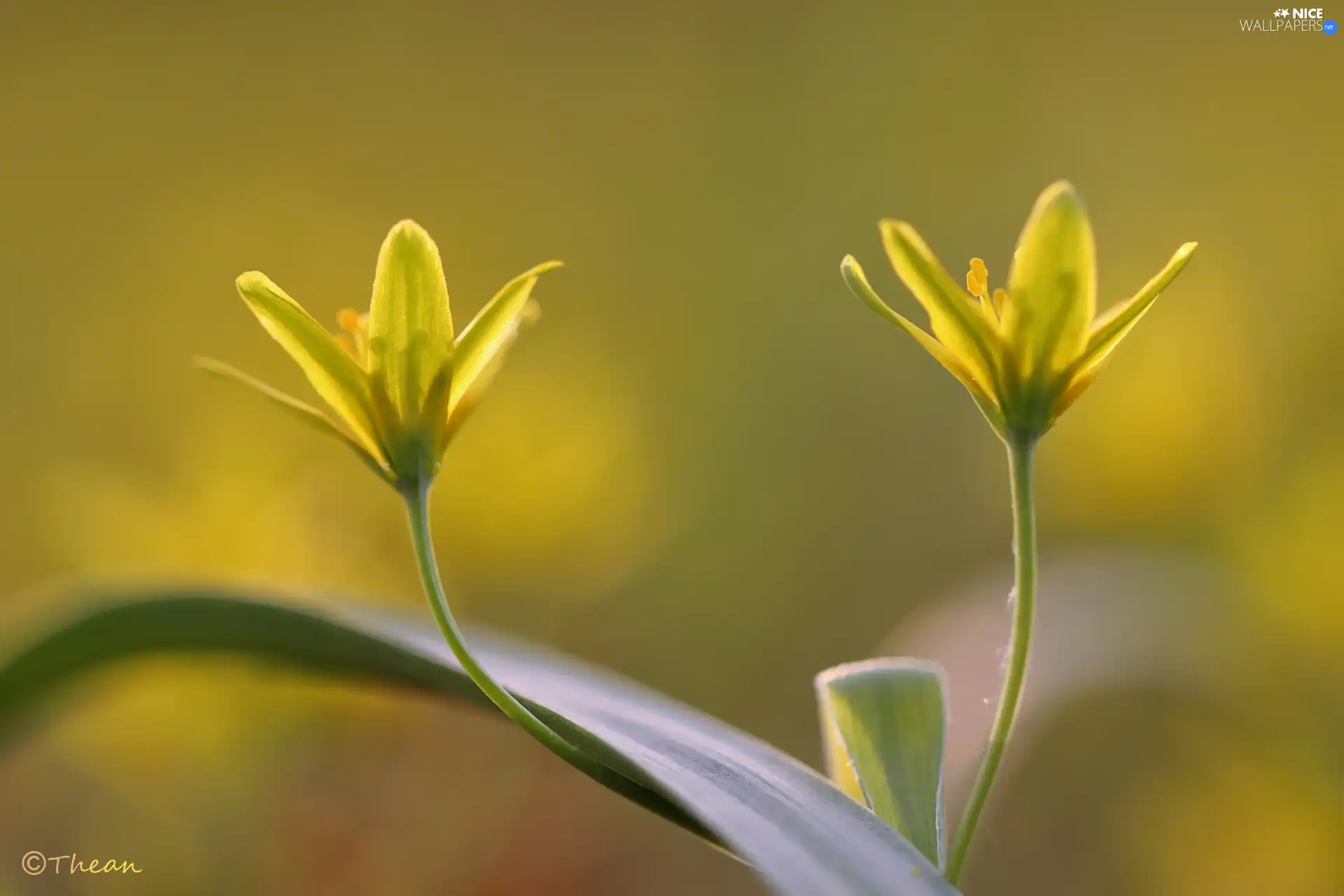 Yellow gold plating, Colourfull Flowers, Spring