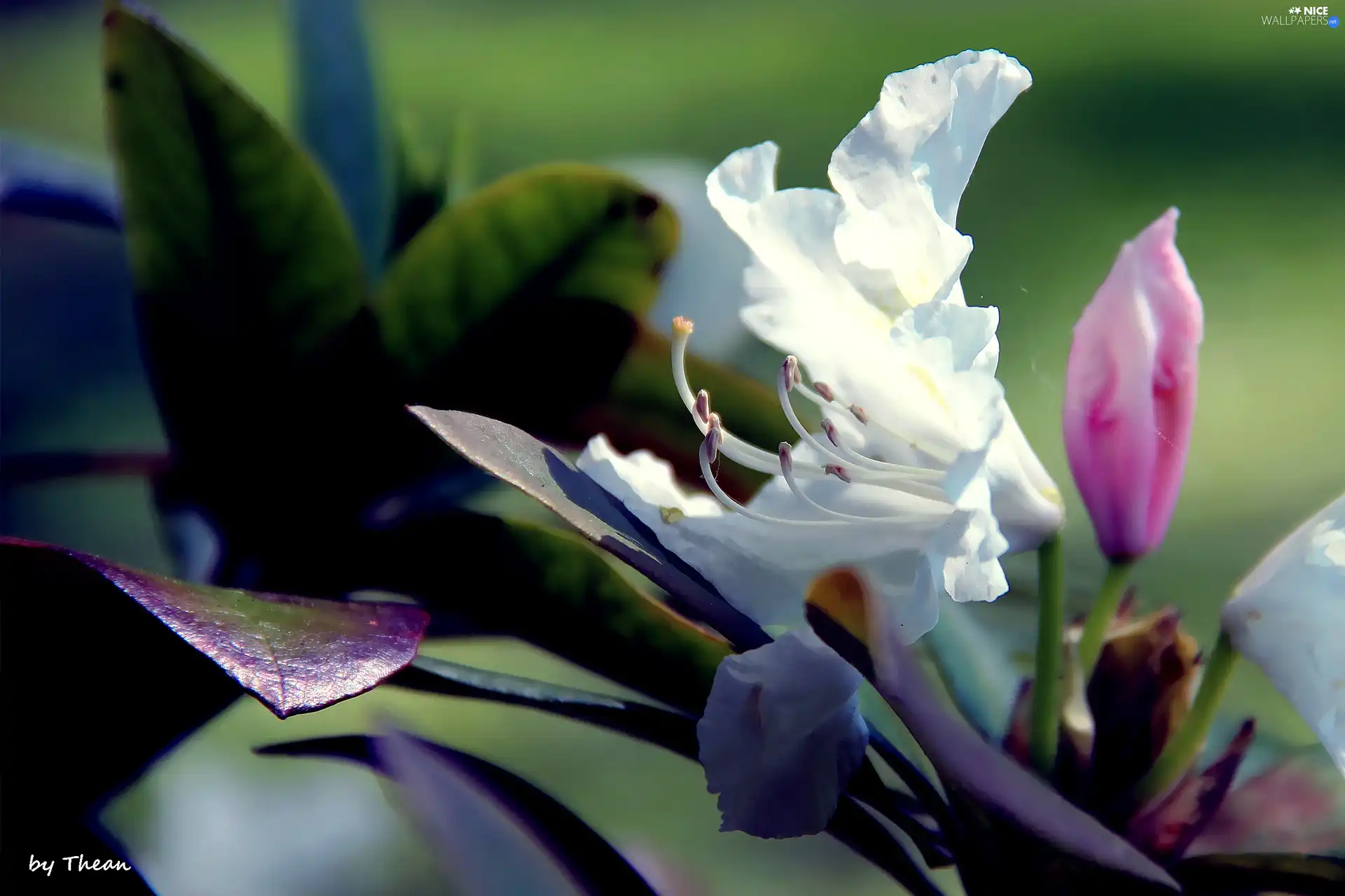 White, Leaf, Spring, Colourfull Flowers