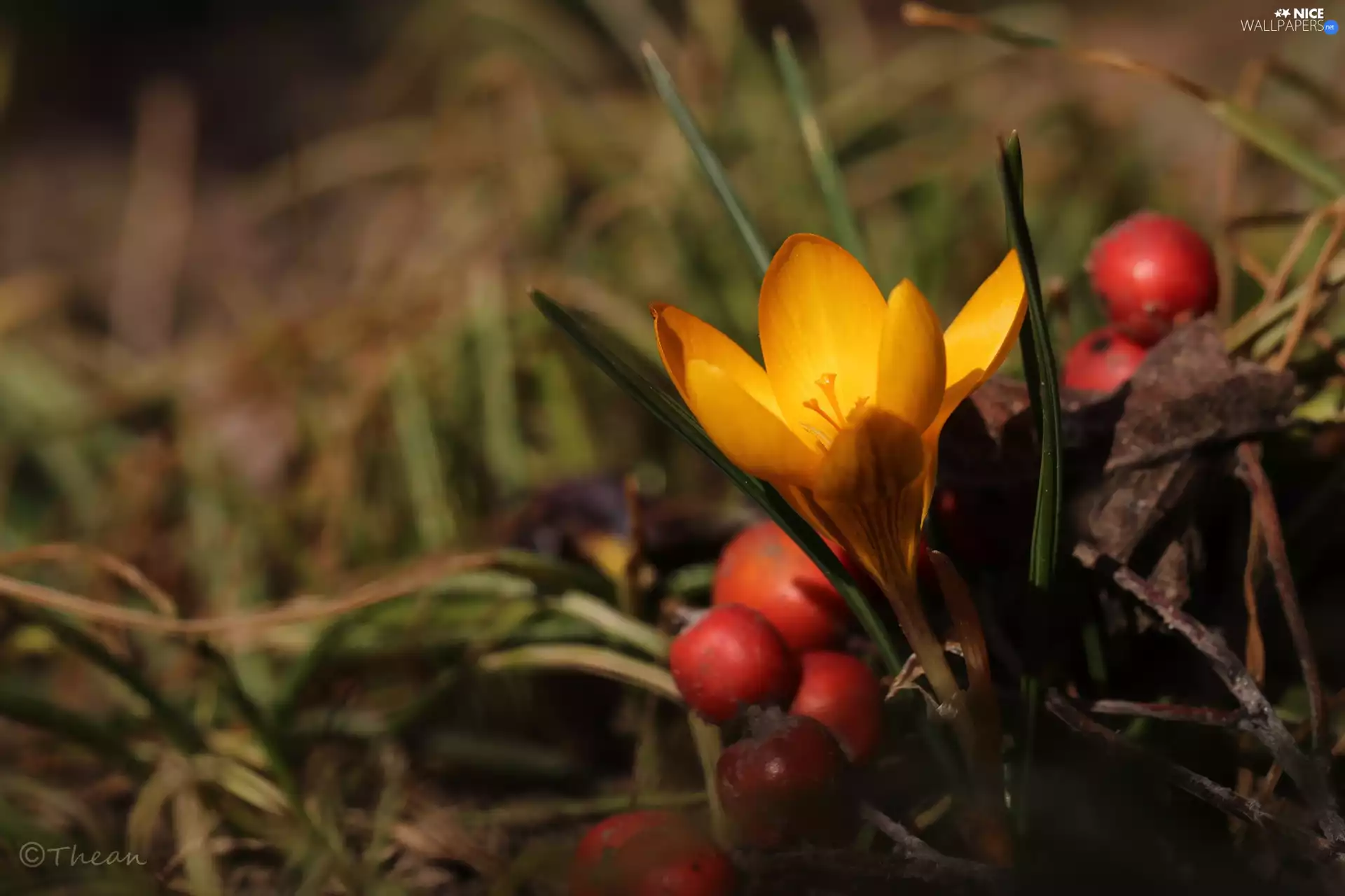 Red, Yellow, blueberries, Spring, Fruits, crocus