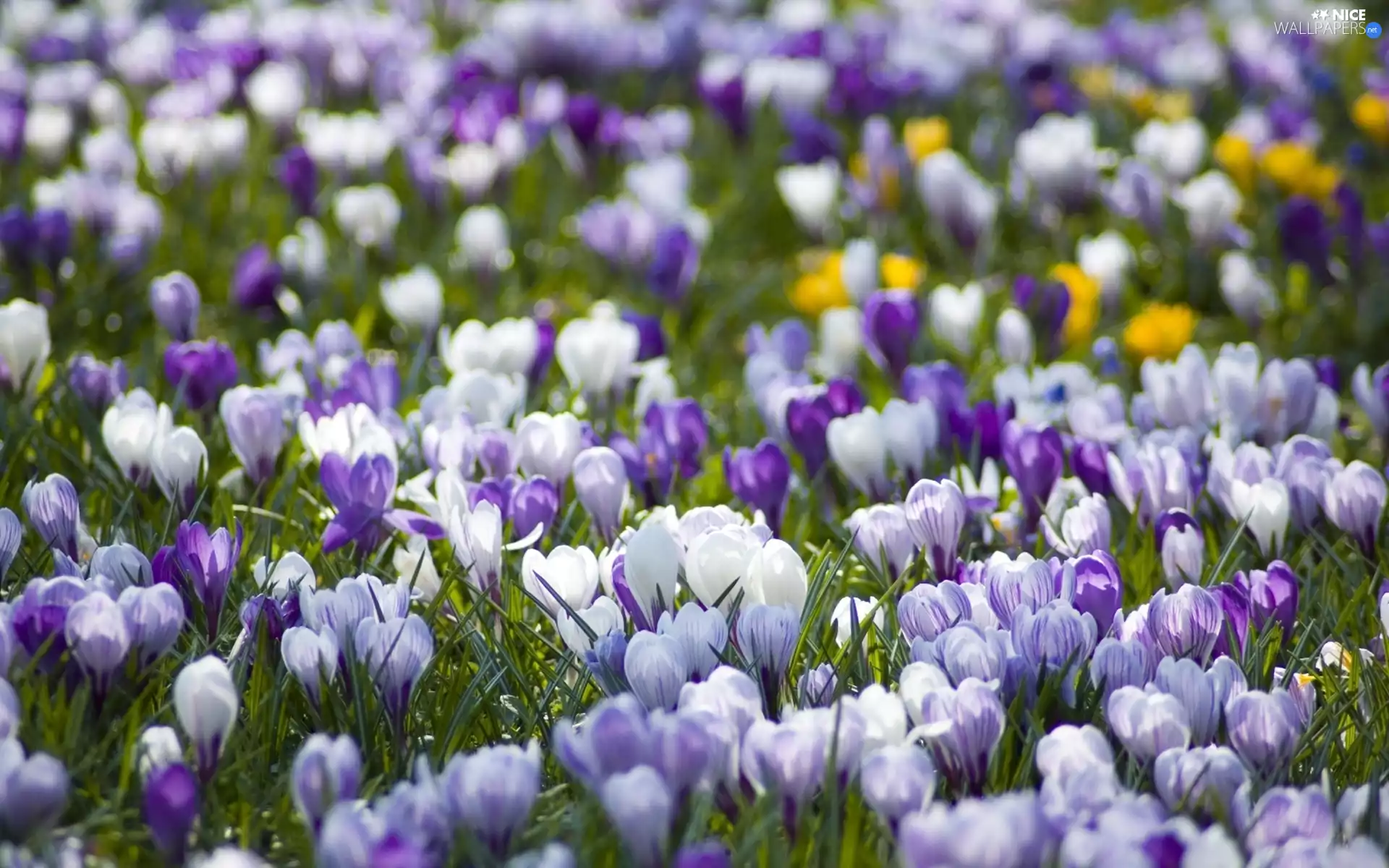 Spring, color, crocuses