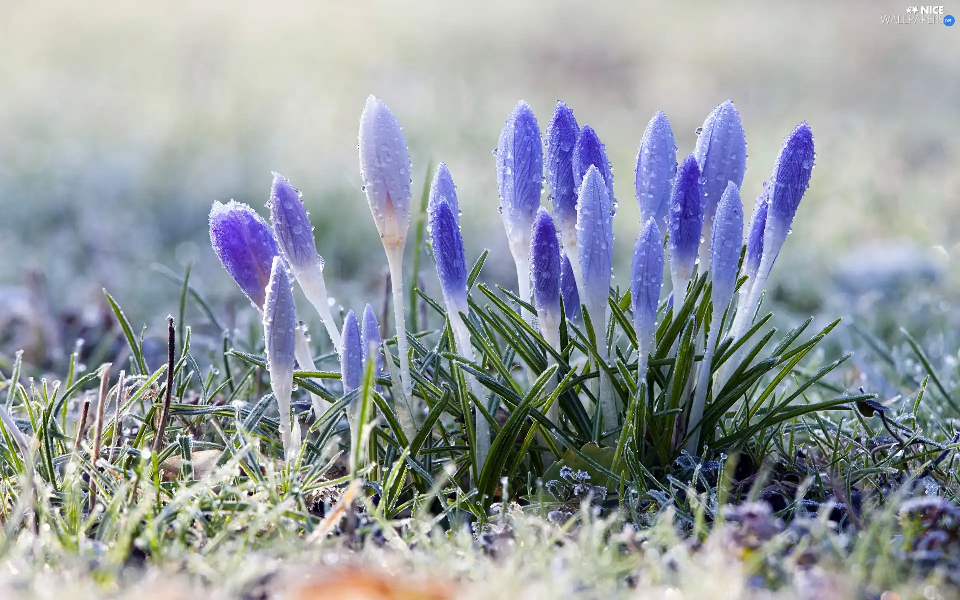 crocuses, Meadow, Spring, dew