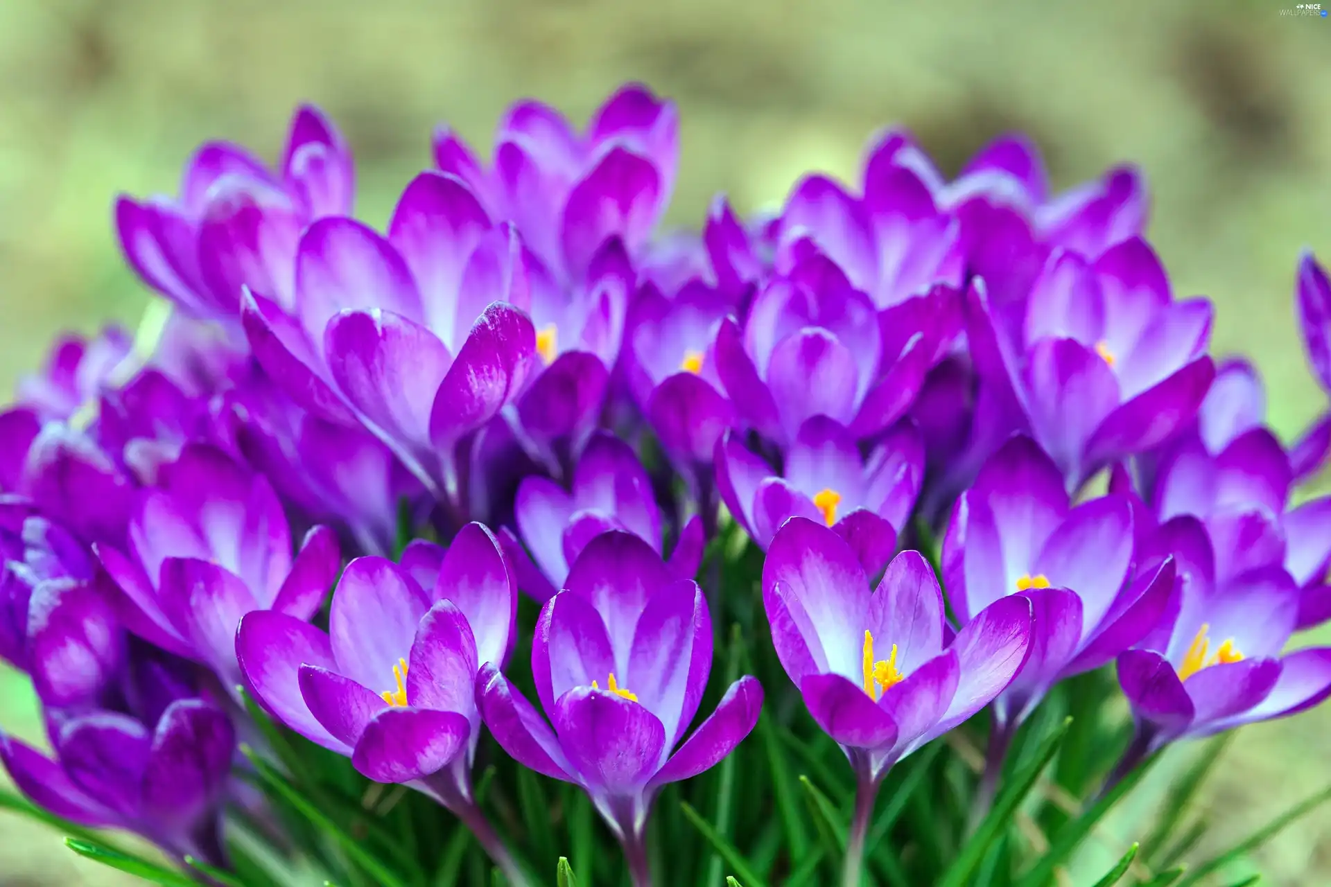 Spring, purple, crocuses