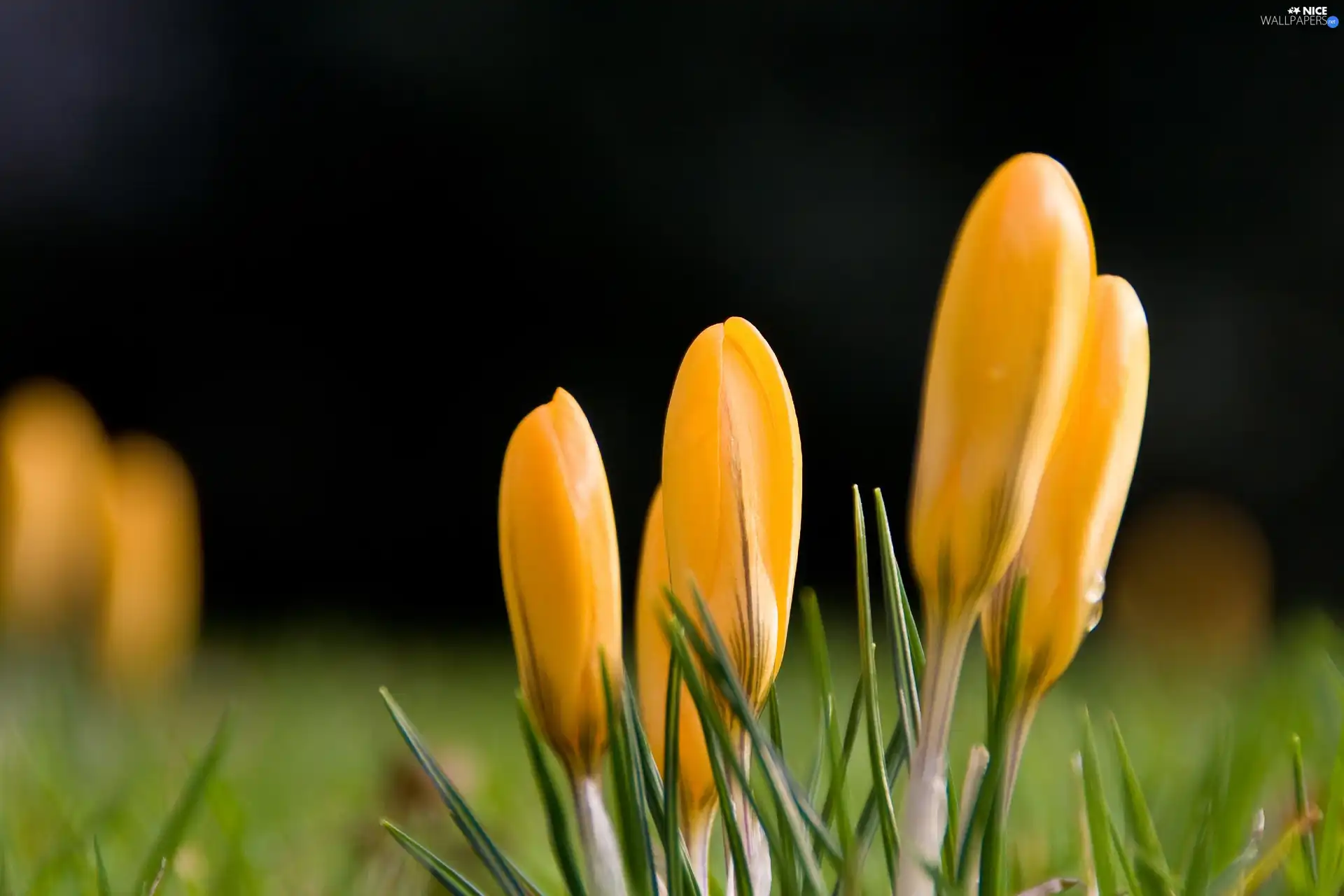Spring, Yellow, crocuses