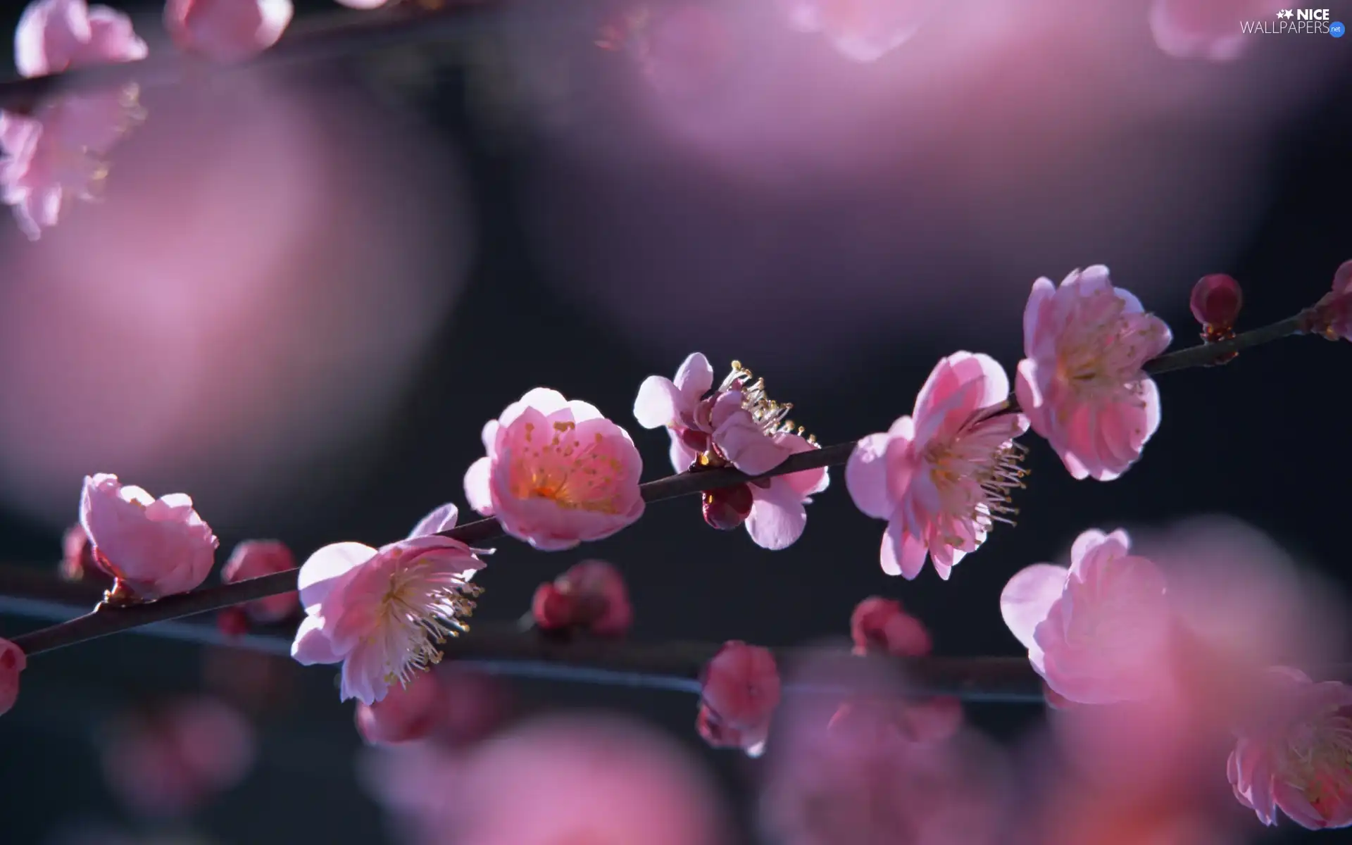 donuts, kirsch, Spring, Flowers