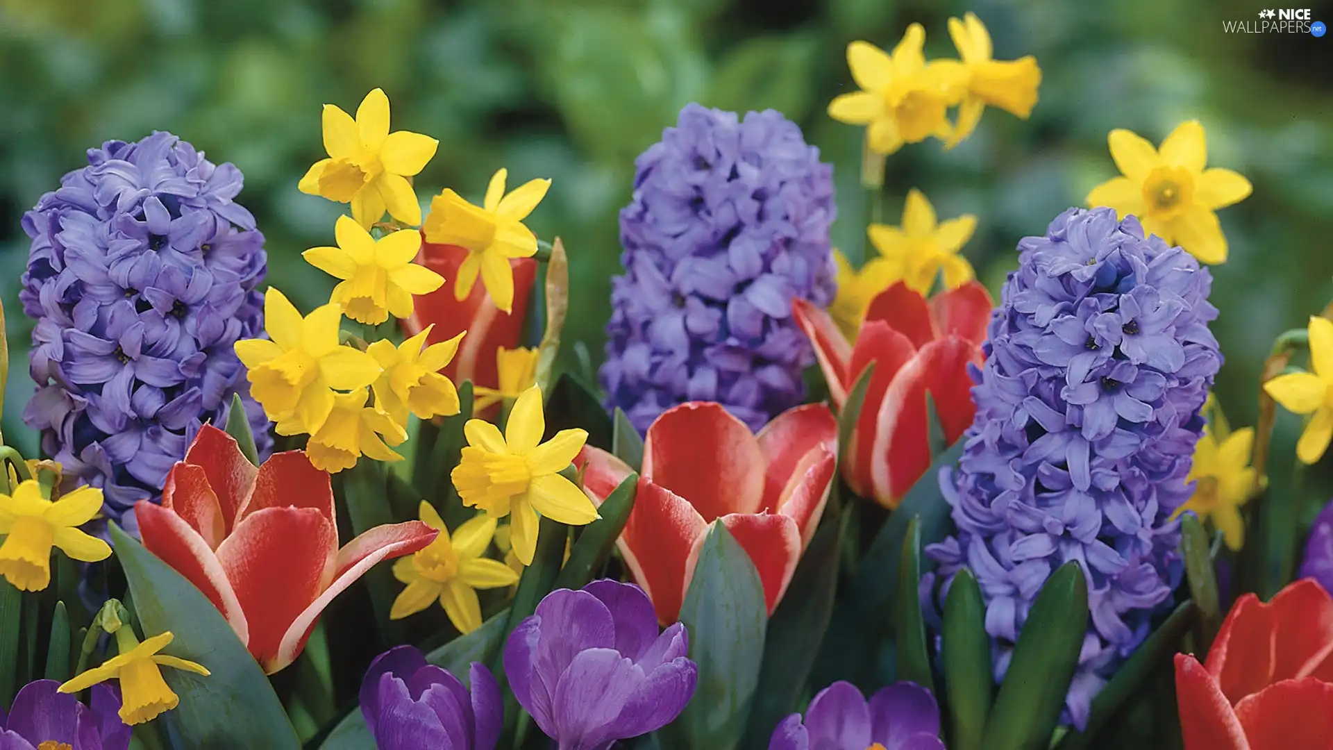 Spring, color, Flowers
