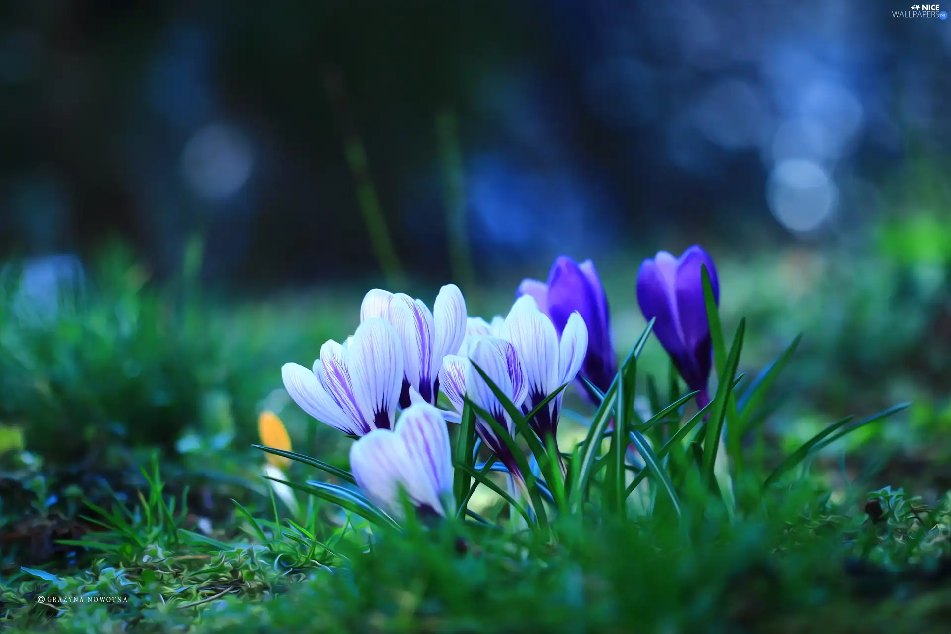 Spring, crocuses, Flowers