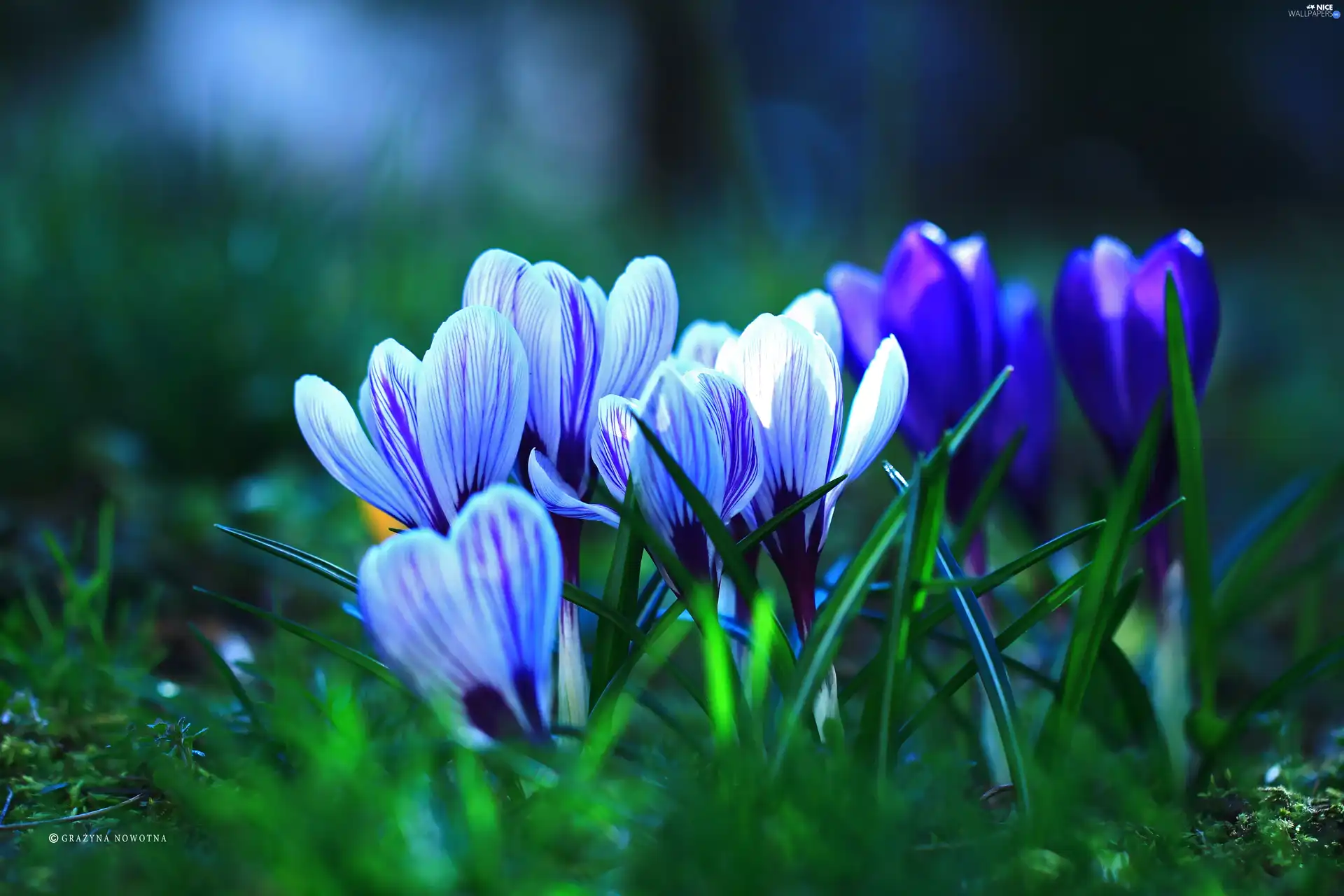 Spring, crocuses, Flowers