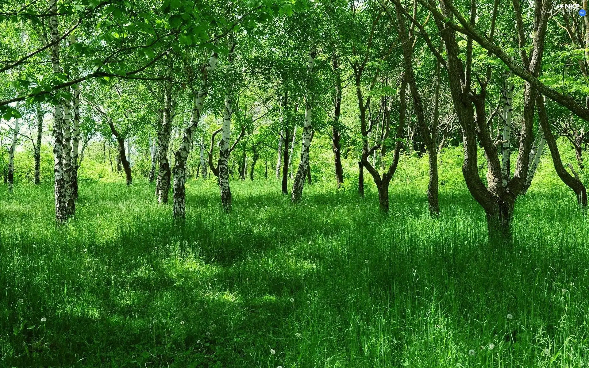 forest, grass, Spring, birch