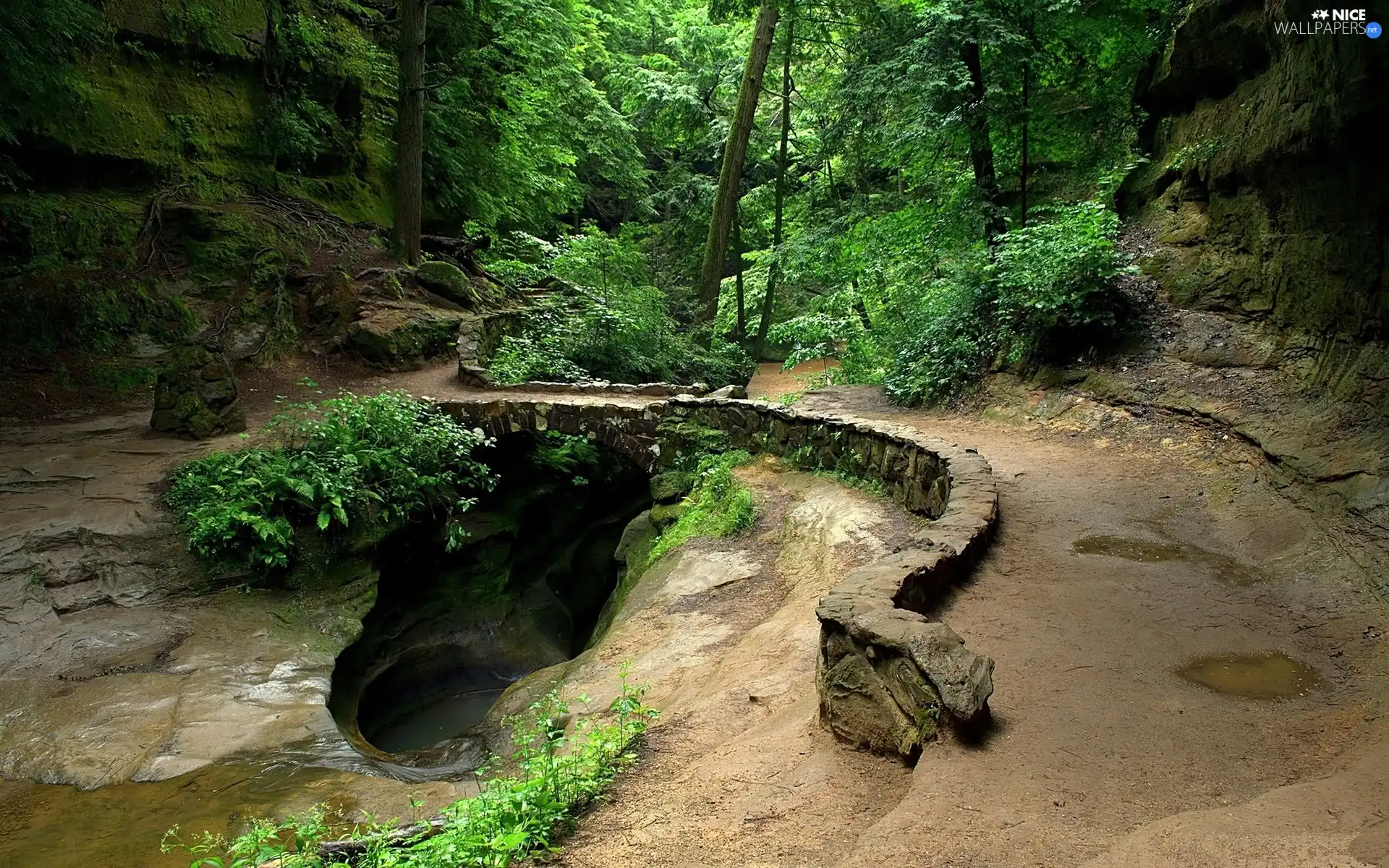 forest, Path, spring, rocks