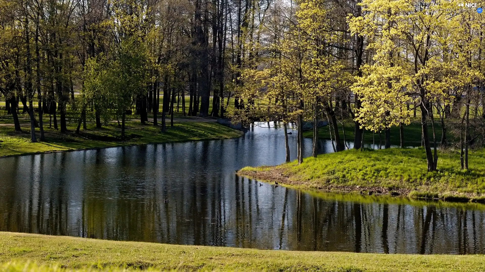 Spring, River, forest