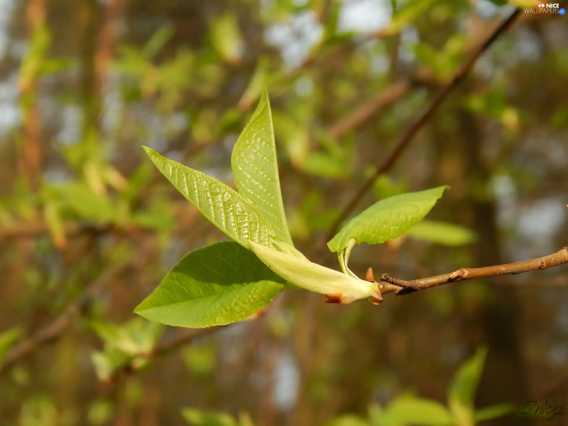 young, Leaf, Spring, green ones