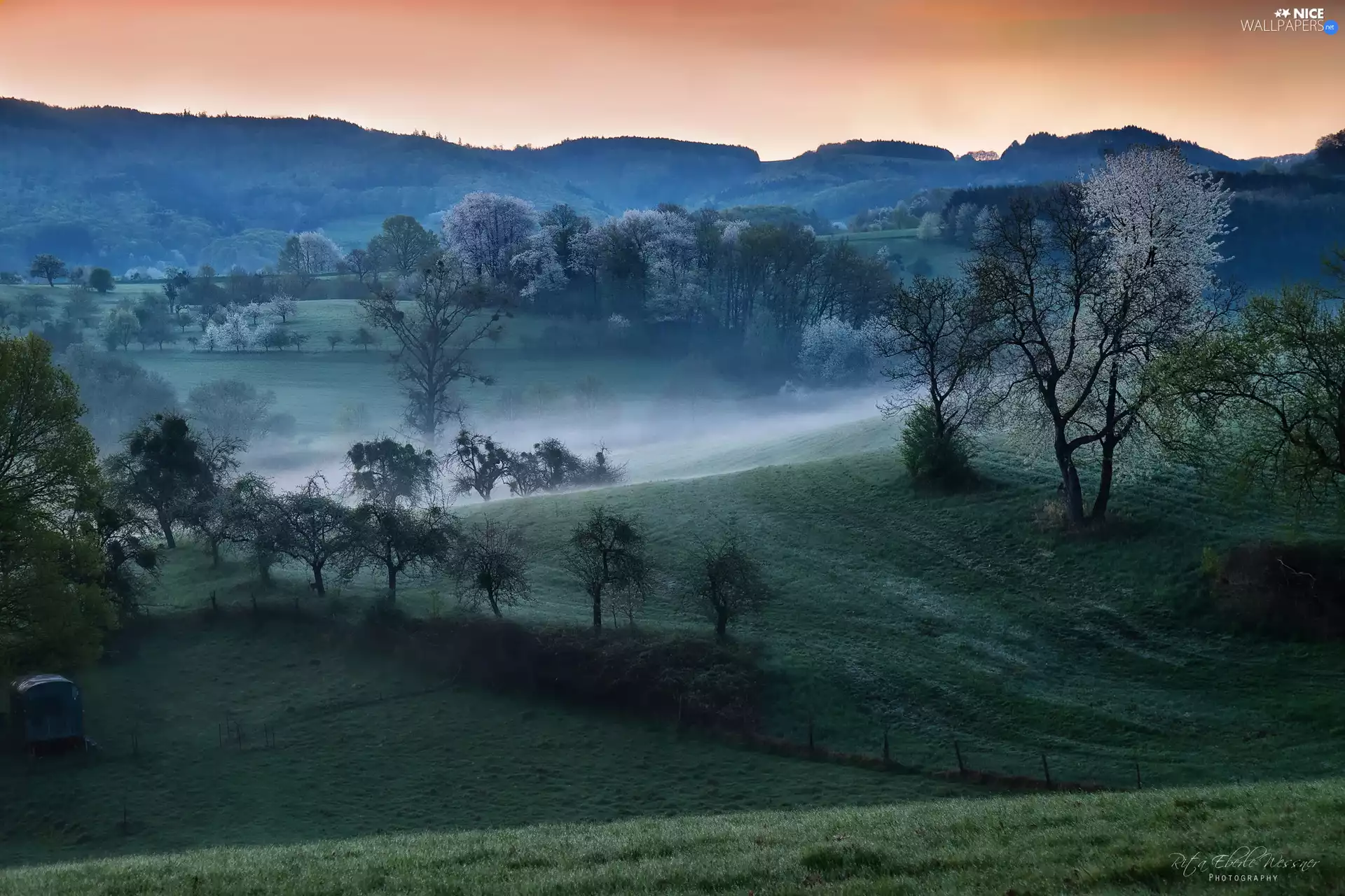 viewes, The Hills, Spring, Sunrise, Fog, trees