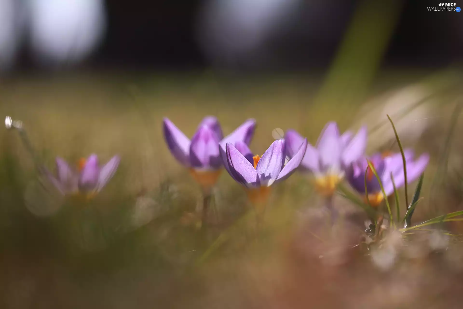 Flowers, Spring, illuminated, crocuses, purple