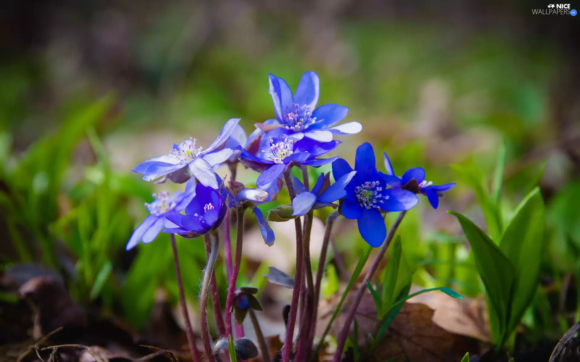Liverworts, Flowers, grass, Spring