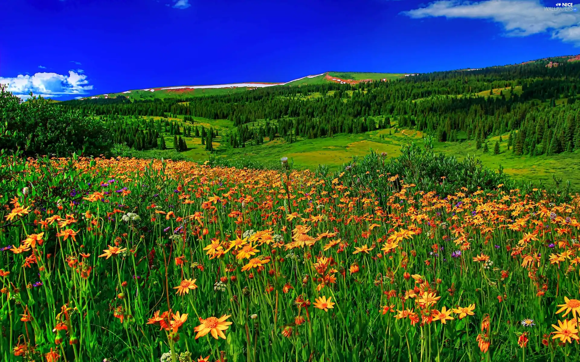 Meadow, Wildflowers, Spring Flowers