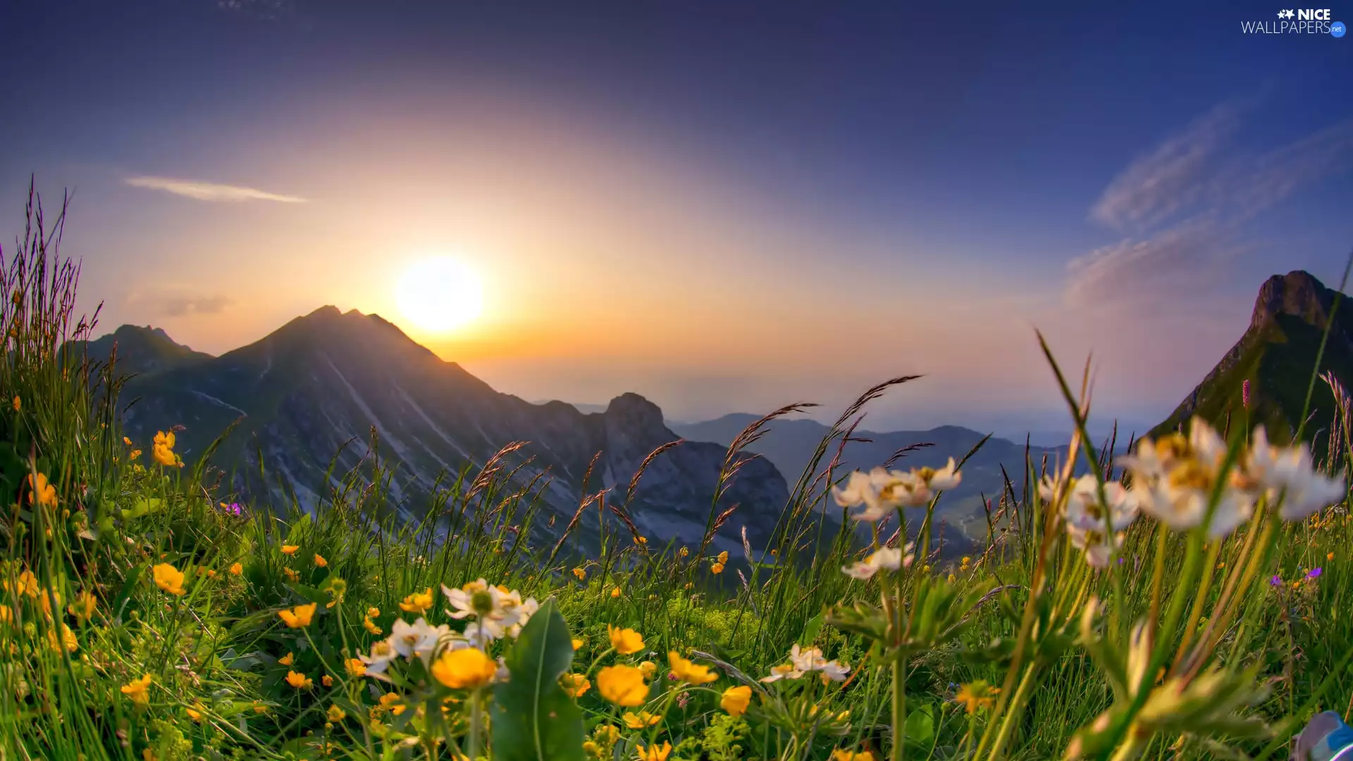 Sunrise, Spring, Meadow, Flowers, Mountains