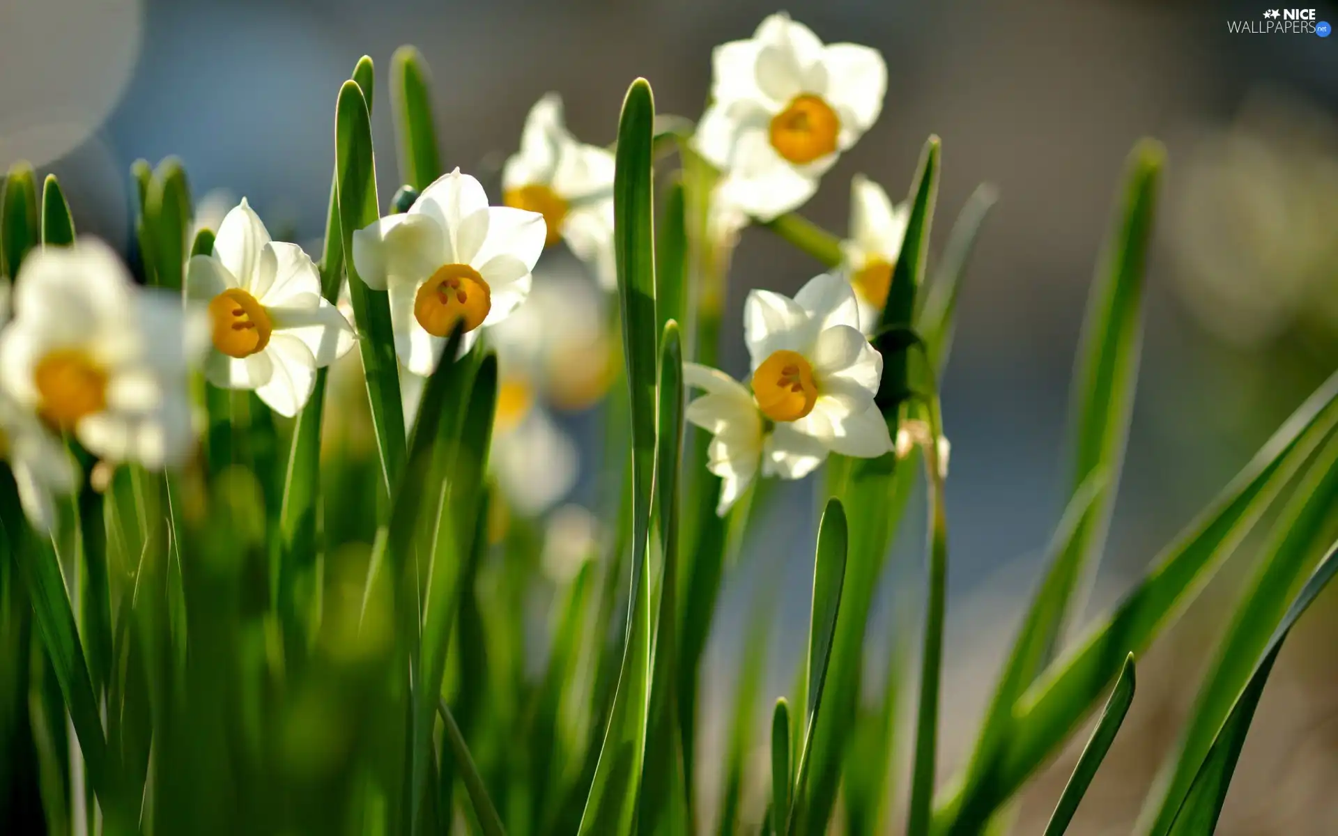 narcissus, Spring