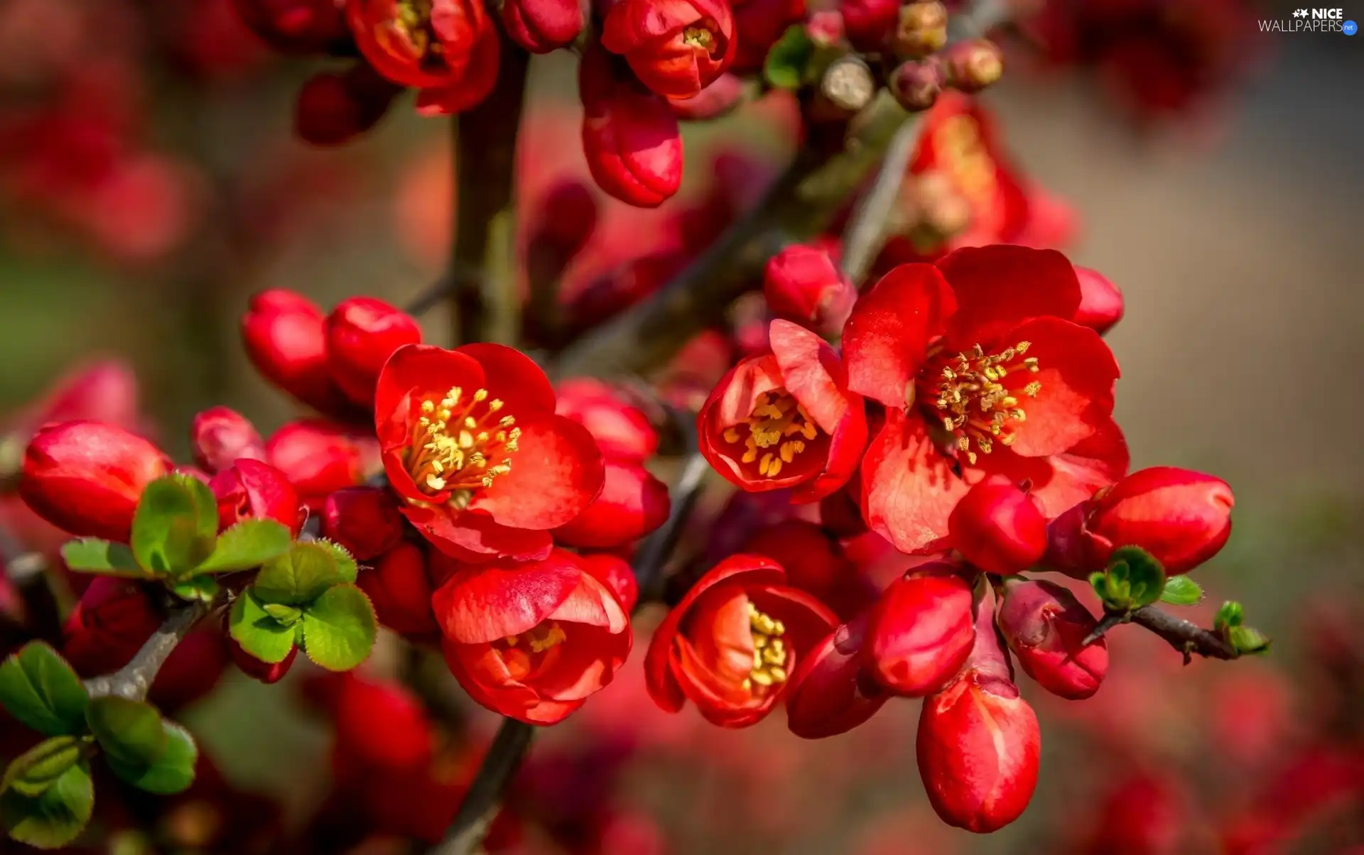 Spring, Flowers, quinces