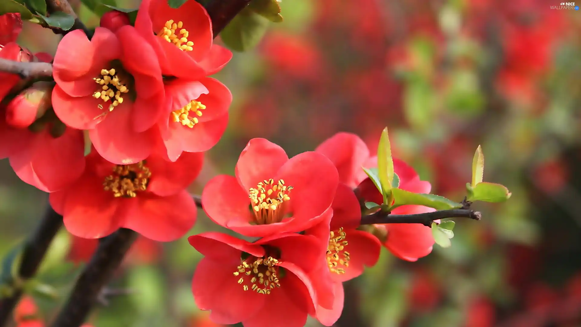 Red, trees, Spring, Flowers