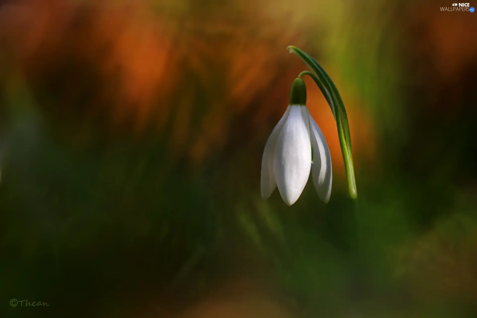 Snowdrop, Colourfull Flowers, Spring, White